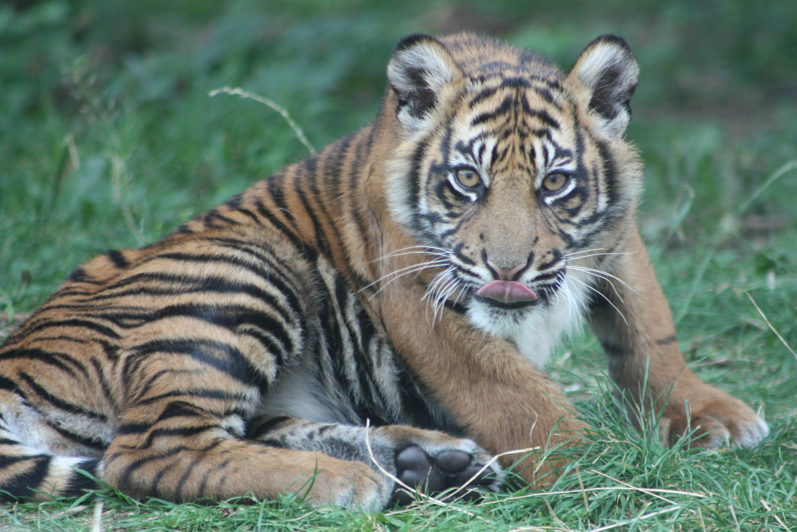 Sumatran Tiger cub, 1st September 2014