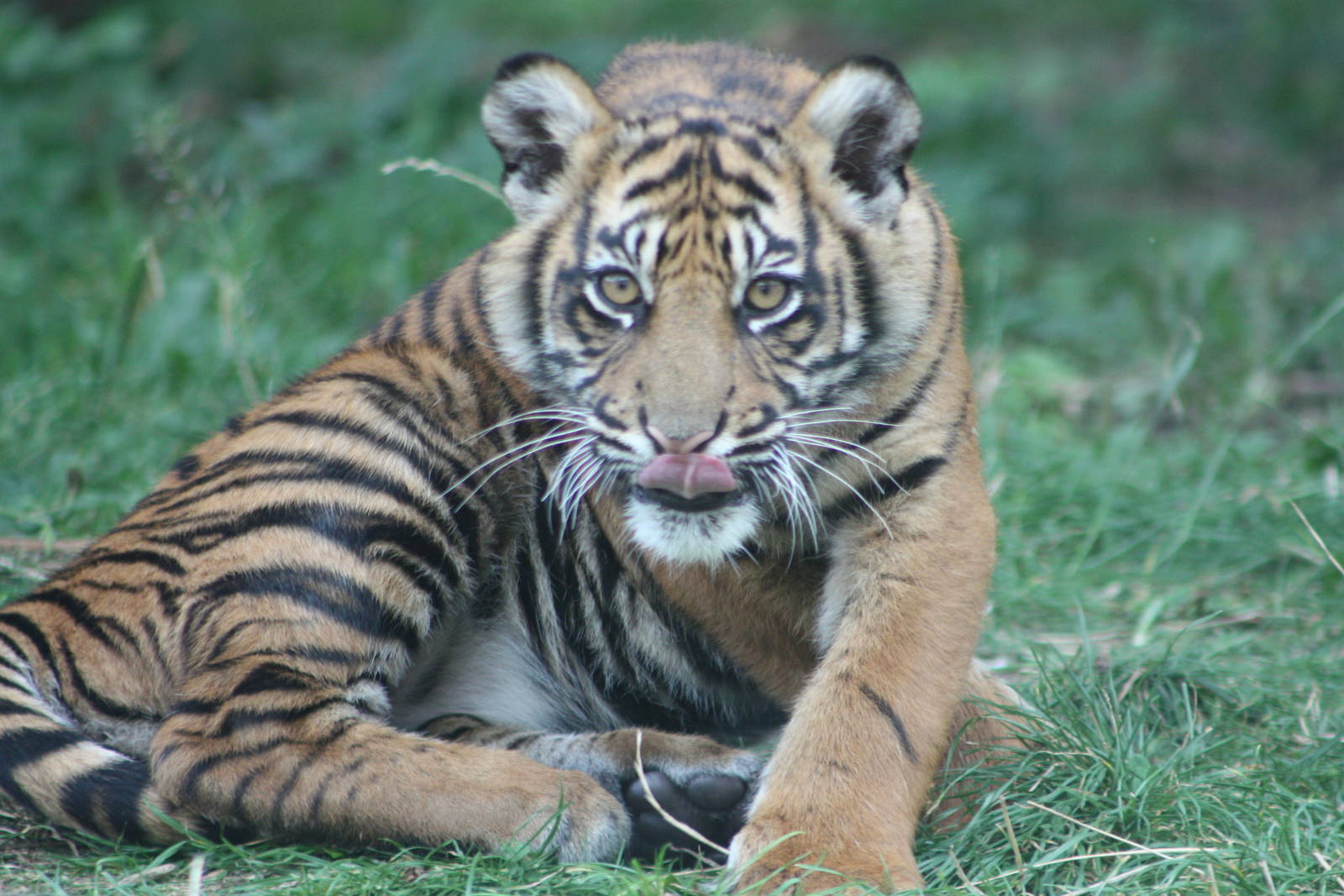 Sumatran Tiger cub, 1st September 2014