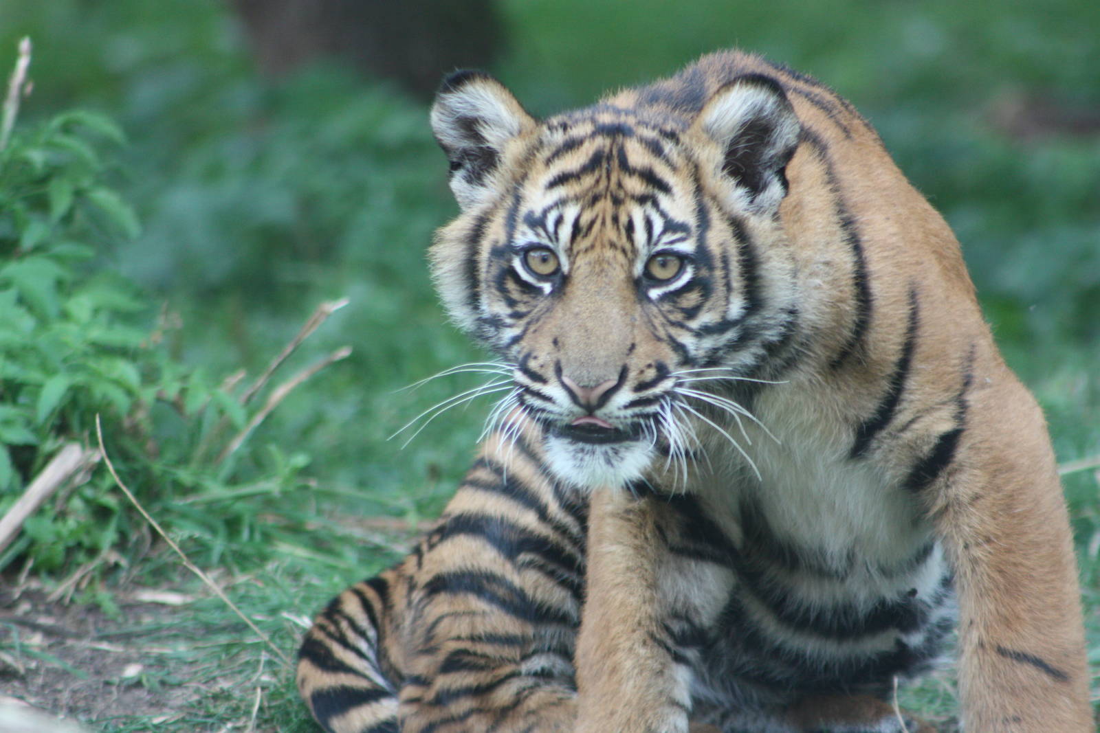 Sumatran Tiger cub, 1st September 2014