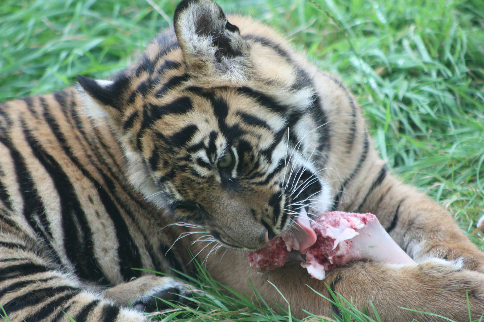Sumatran Tiger cub, 1st September 2014