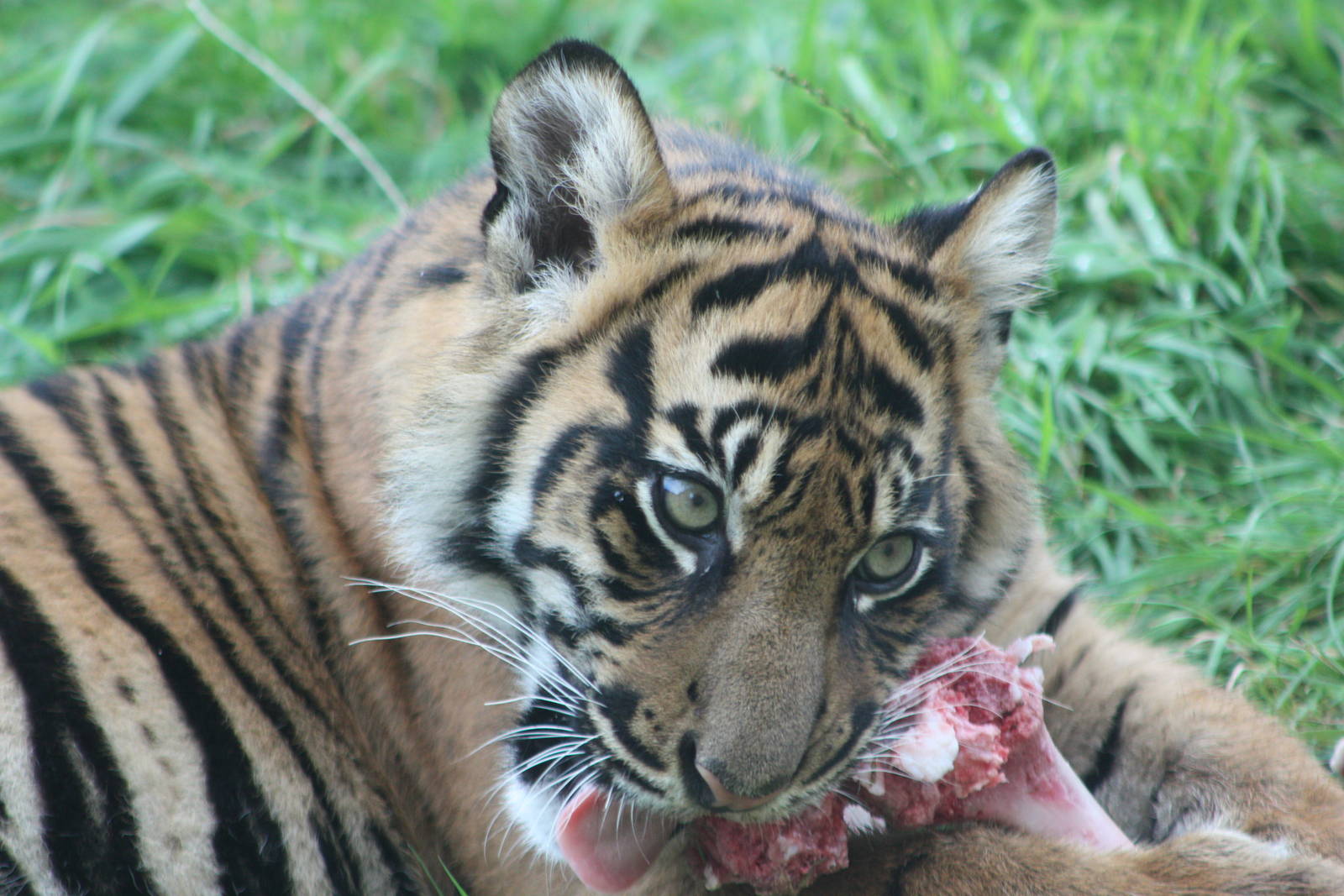 Sumatran Tiger cub, 1st September 2014