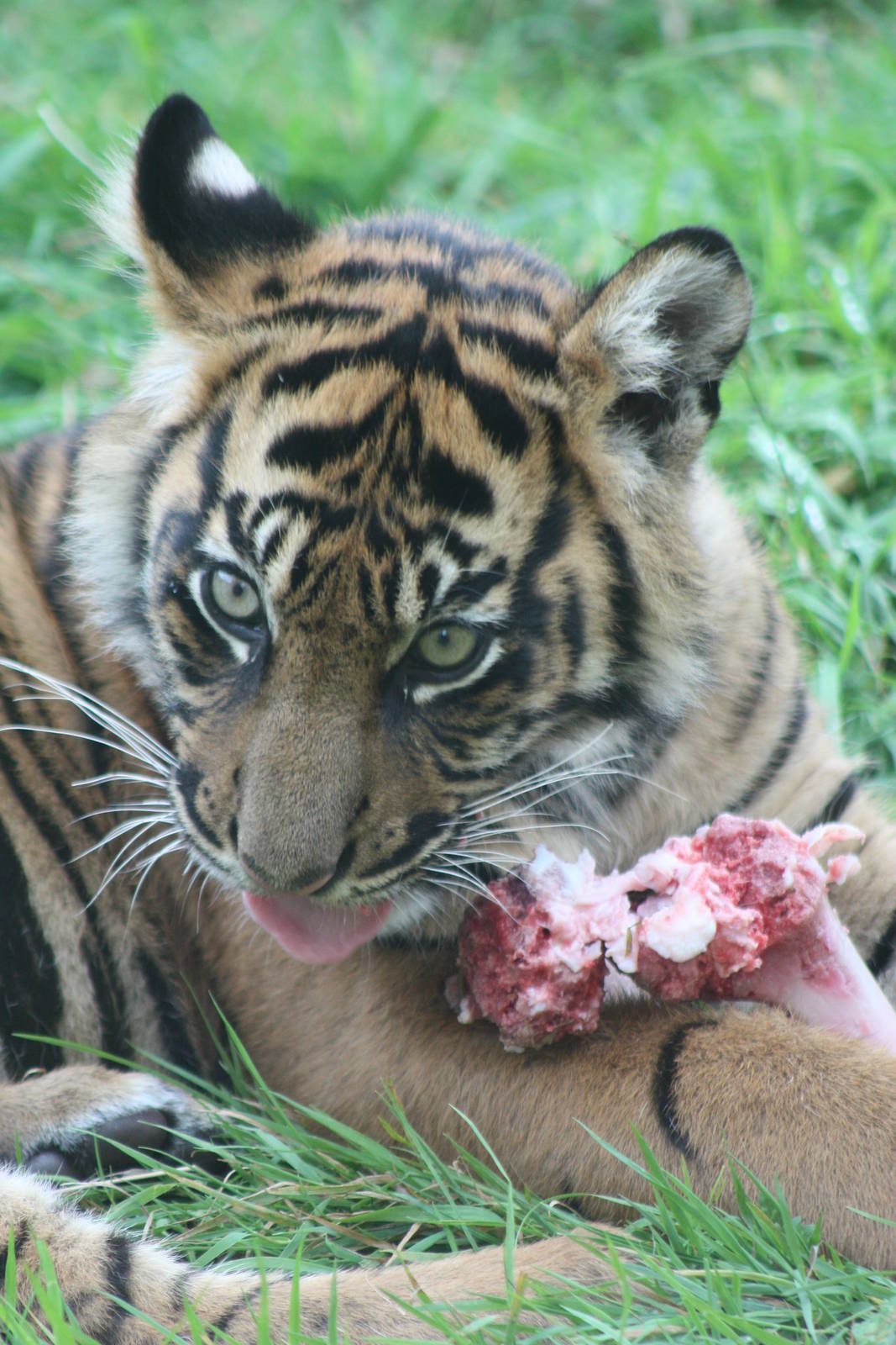 Sumatran Tiger cub, 1st September 2014