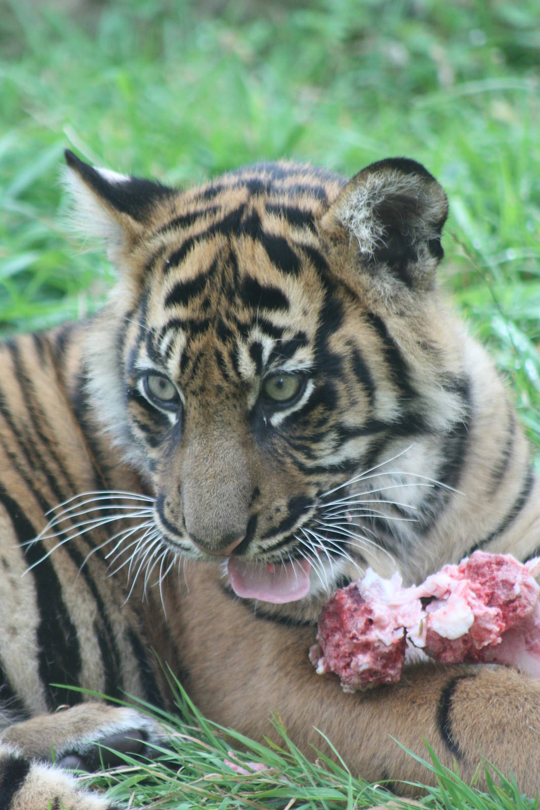 Sumatran Tiger cub, 1st September 2014