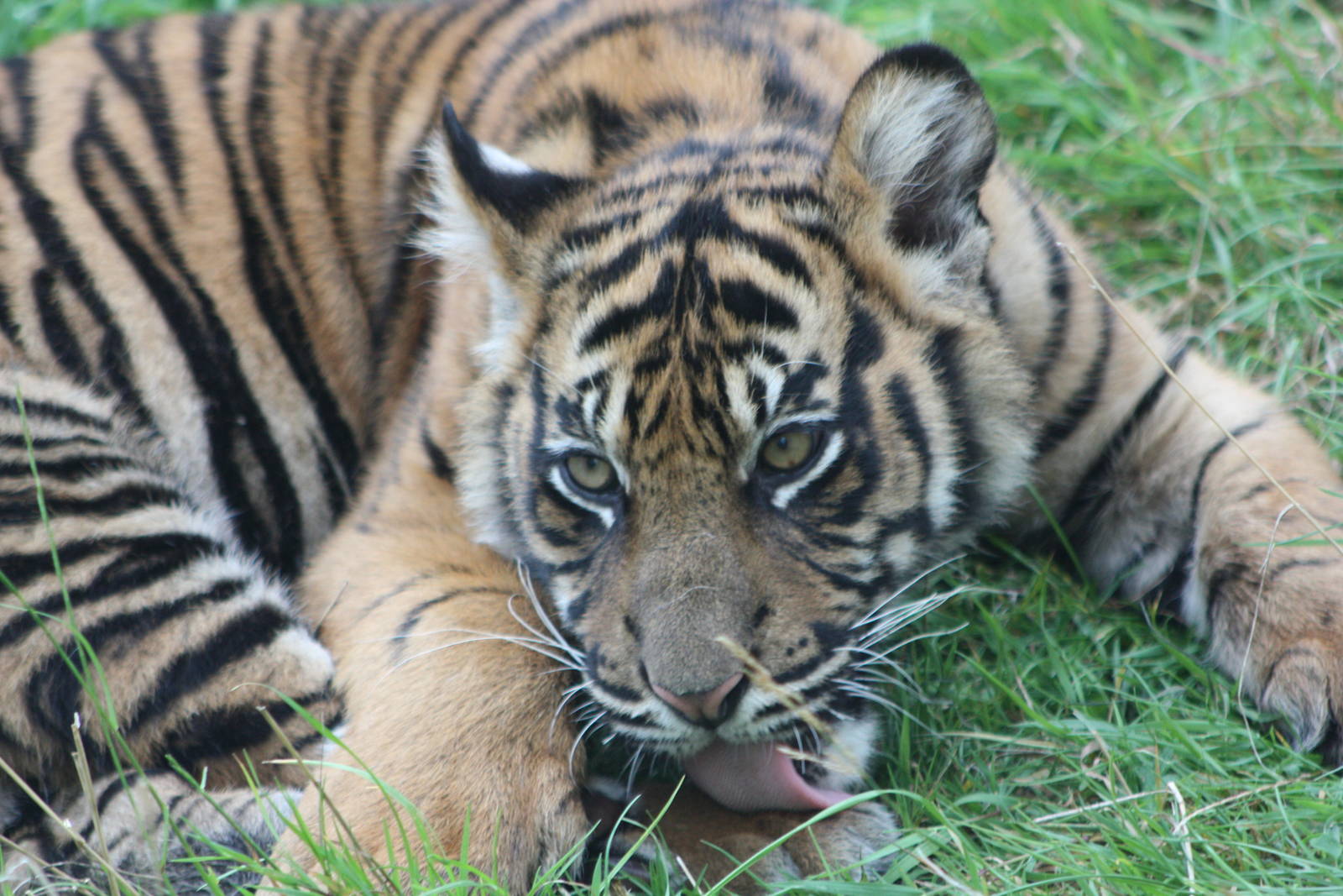 Sumatran Tiger cub, 1st September 2014