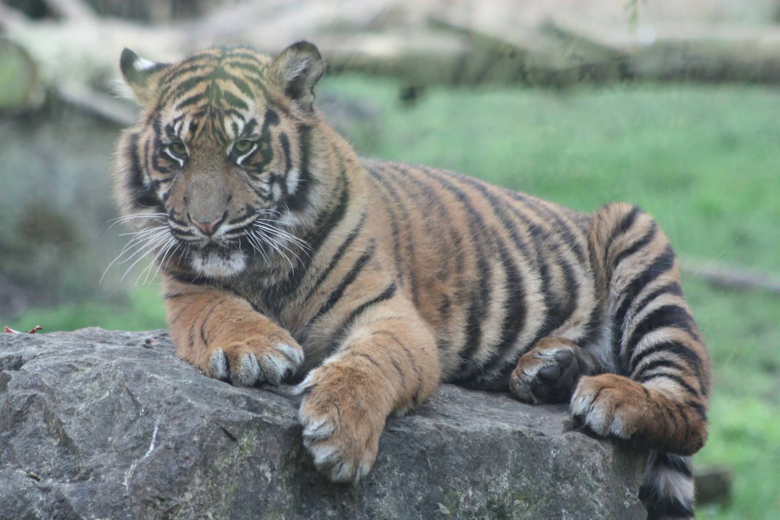 Sumatran Tiger cub, 22nd December 2014