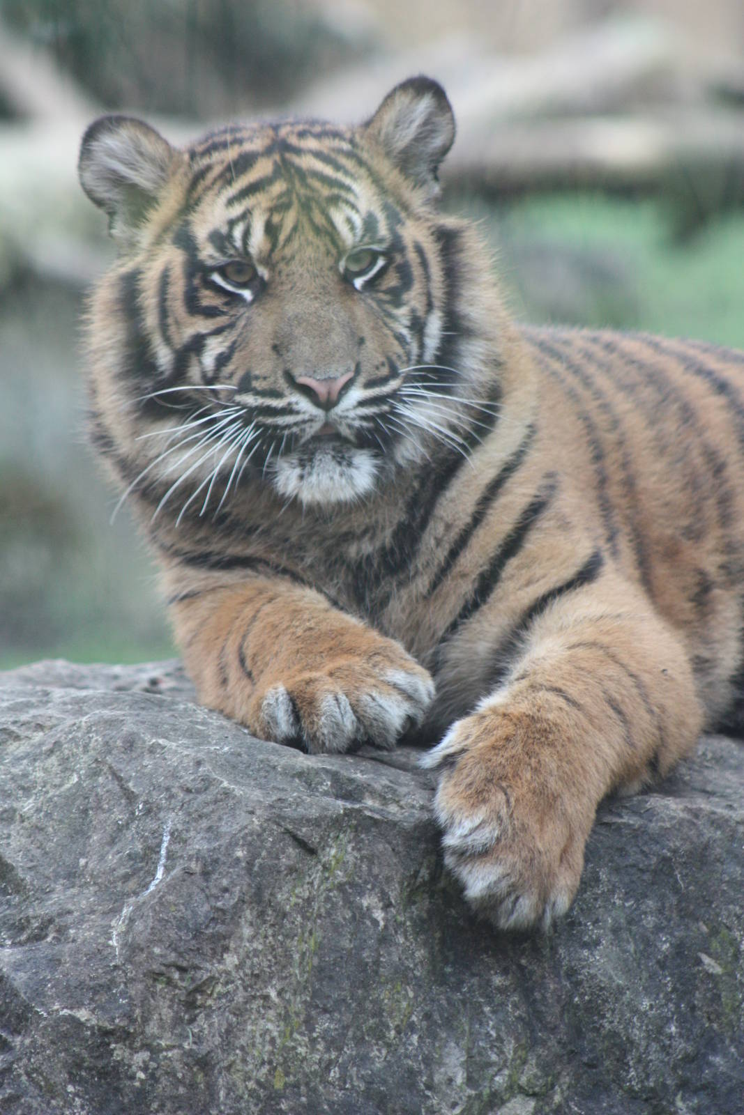 Sumatran Tiger cub, 22nd December 2014