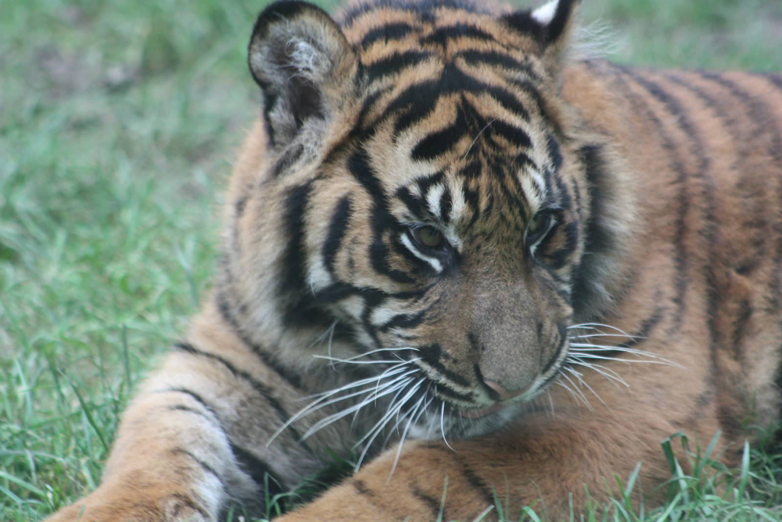 Sumatran Tiger cub, 22nd December 2014