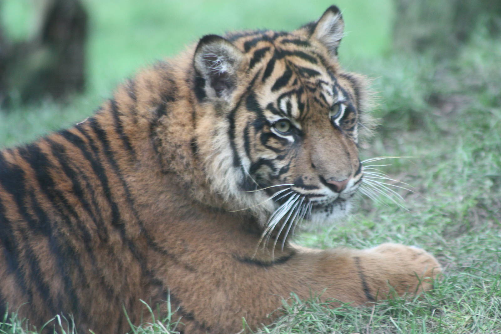 Sumatran Tiger cub, 22nd December 2014