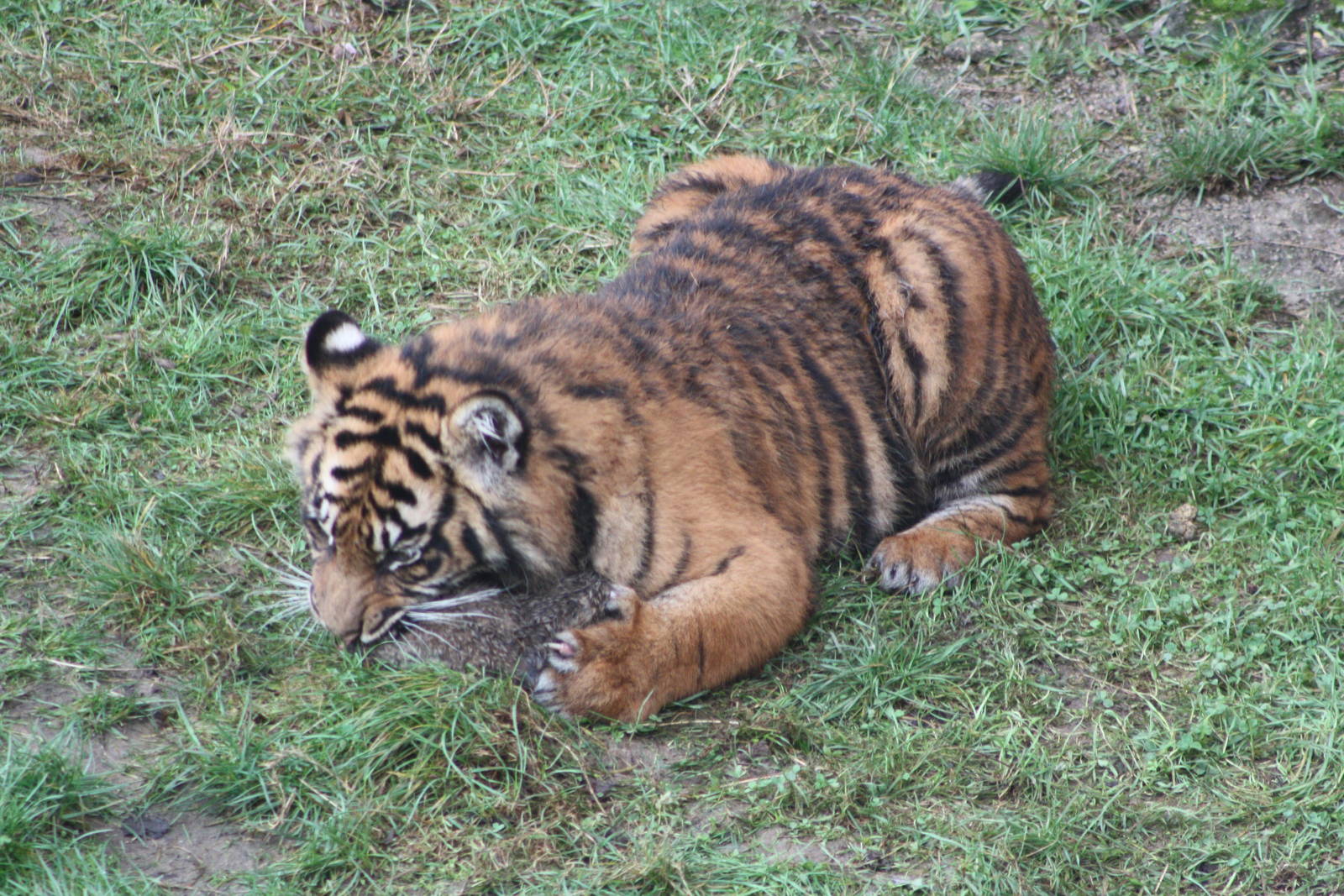 Sumatran Tiger cub, 27th December 2014