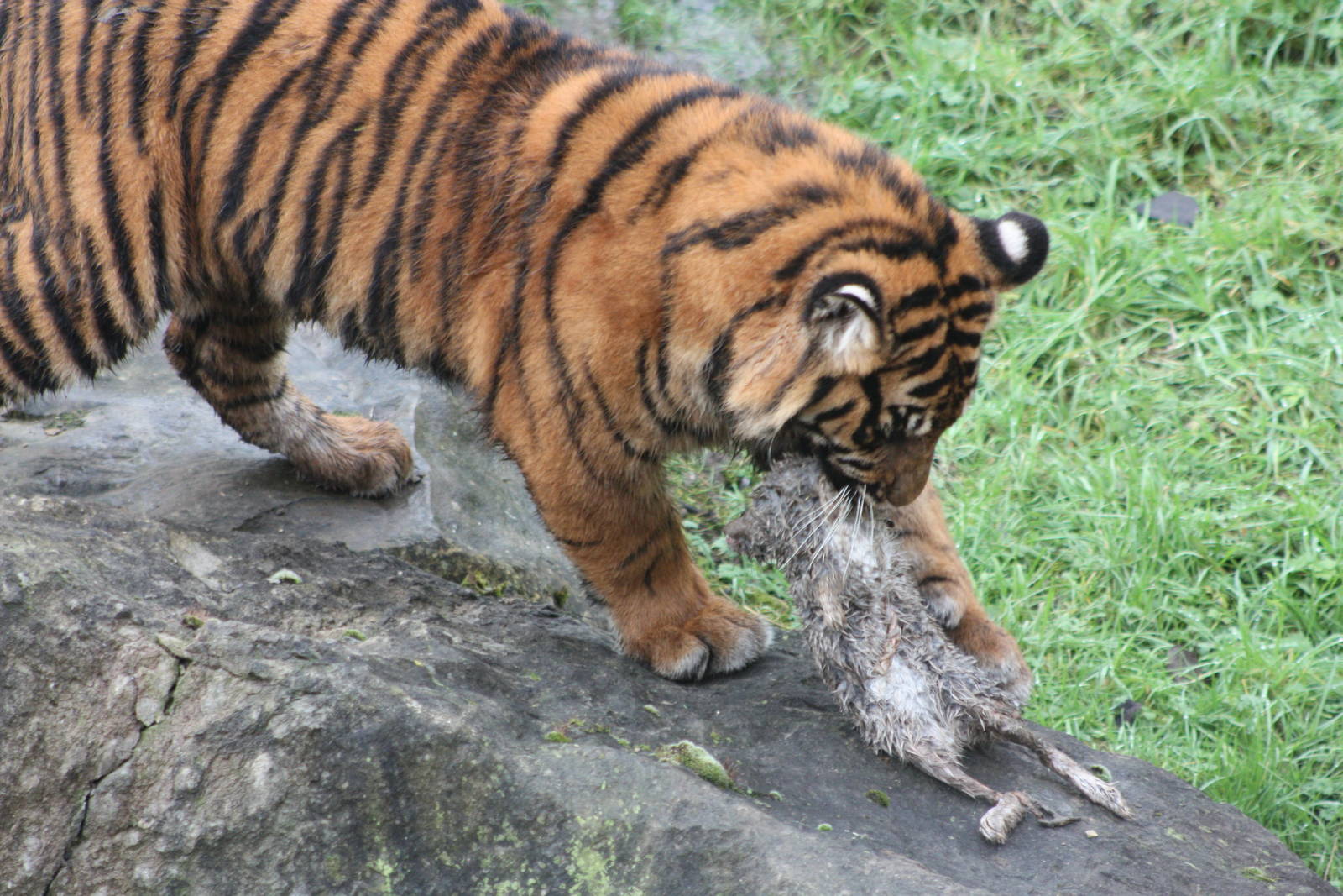 Sumatran Tiger cub, 27th December 2014