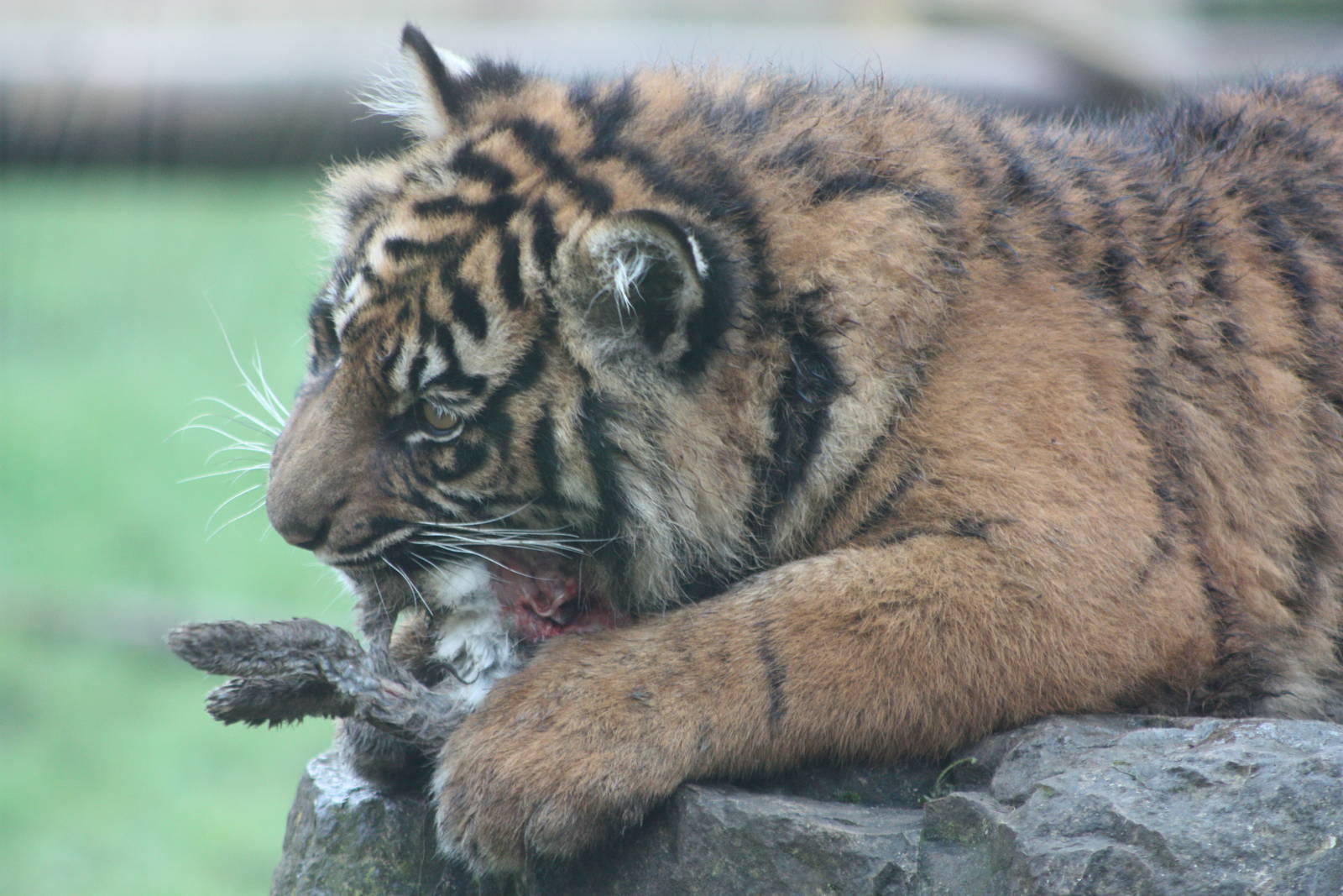 Sumatran Tiger cub, 27th December 2014