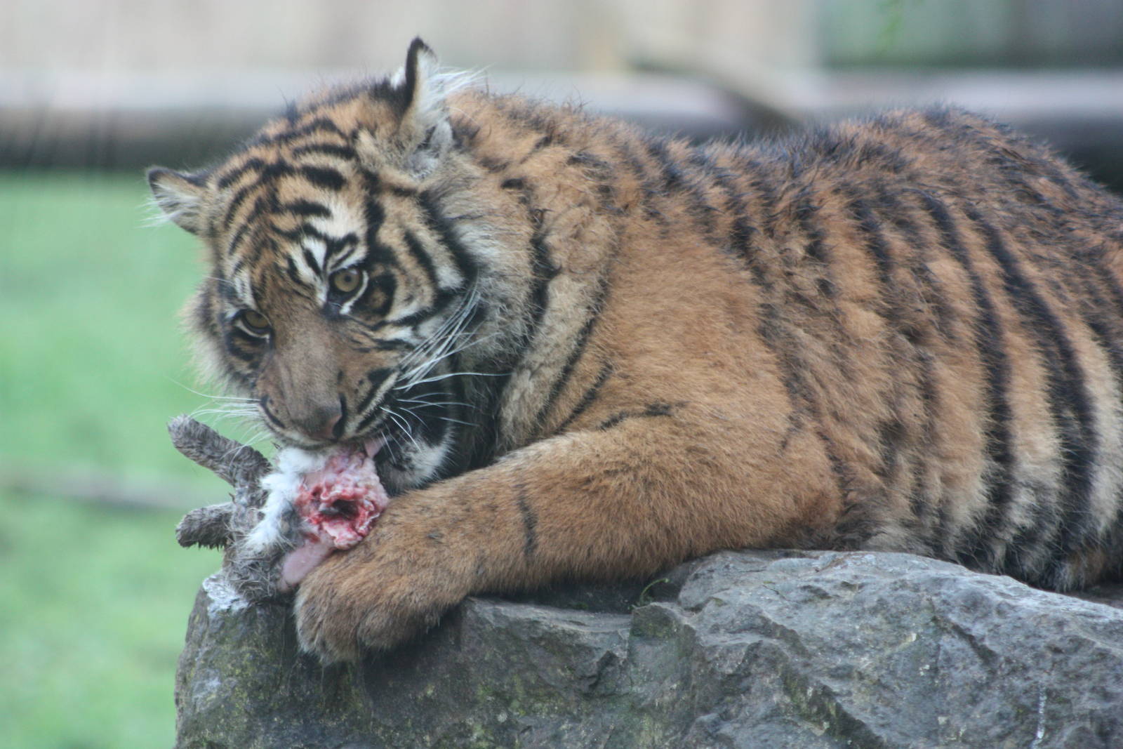 Sumatran Tiger cub, 27th December 2014