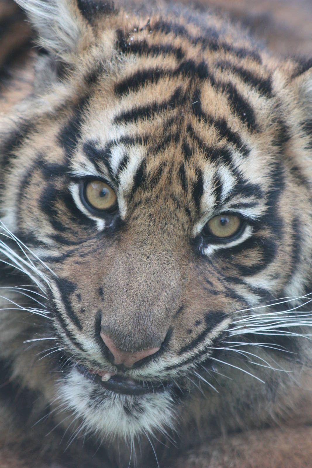 Sumatran Tiger cub, 27th December 2014
