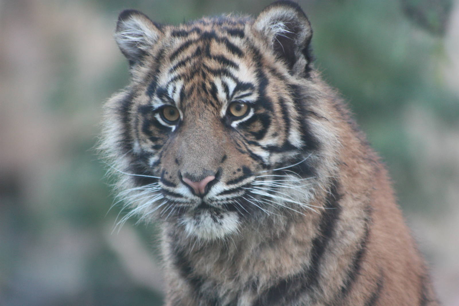 Sumatran Tiger cub, 27th December 2014