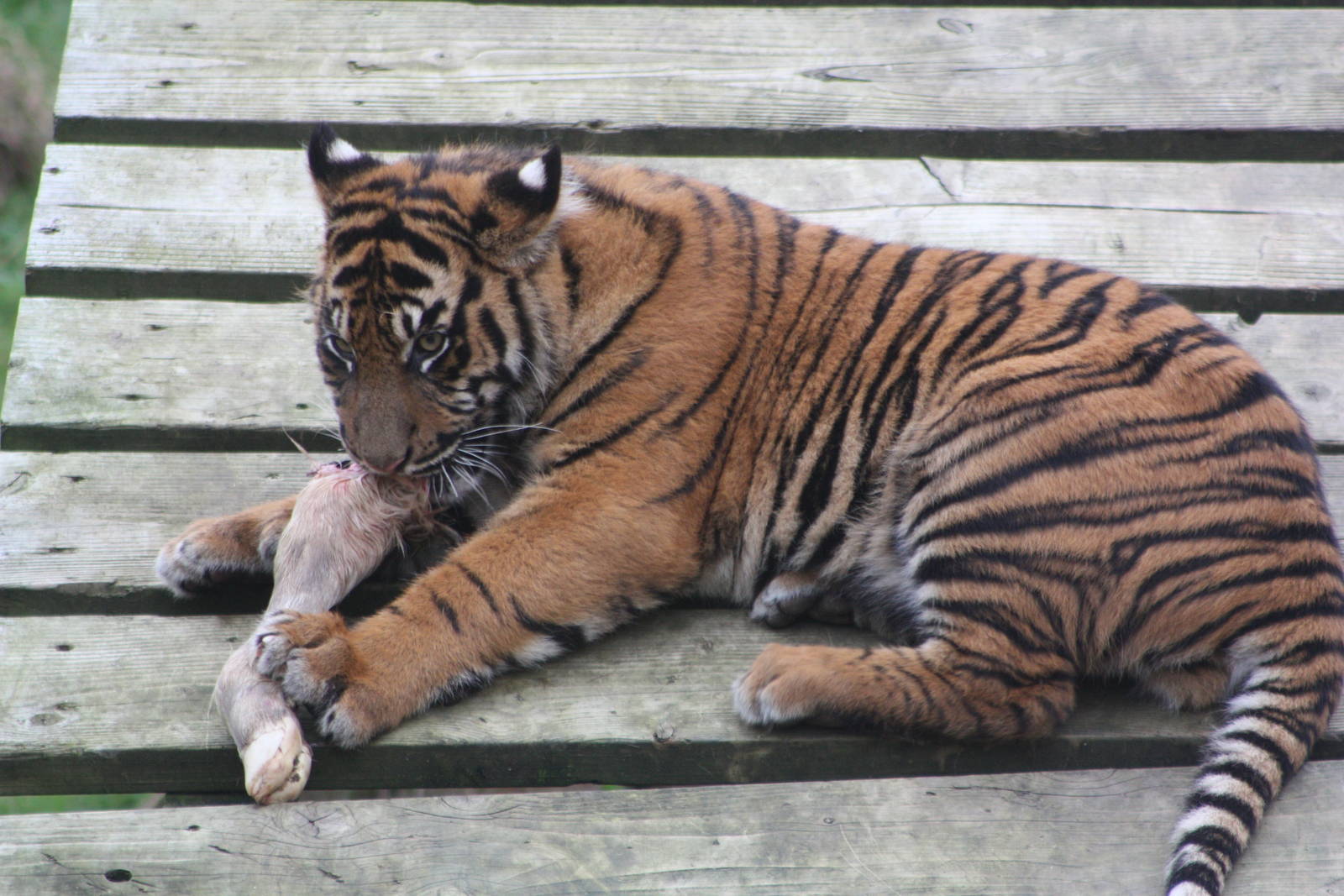 Sumatran Tiger cub, 27th October 2014