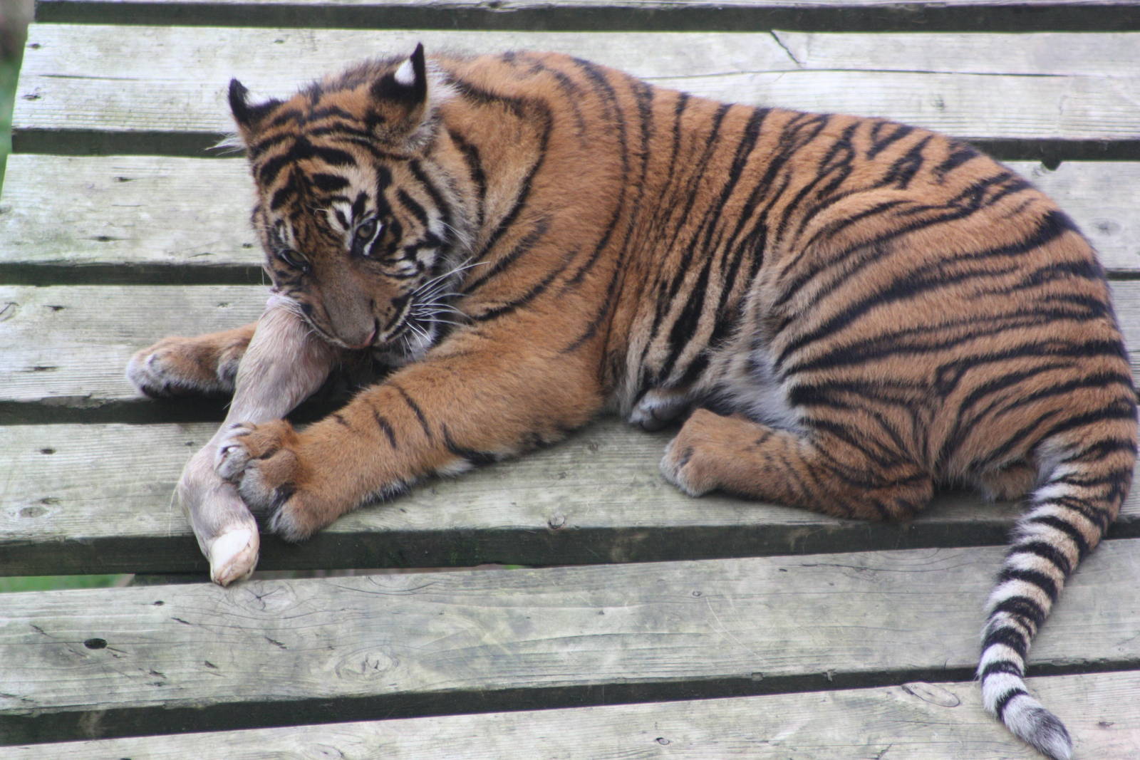 Sumatran Tiger cub, 27th October 2014