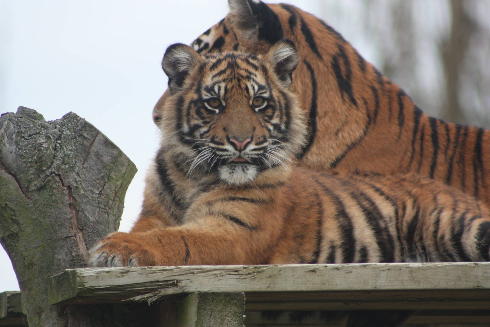 Sumatran Tiger cub, 27th October 2014