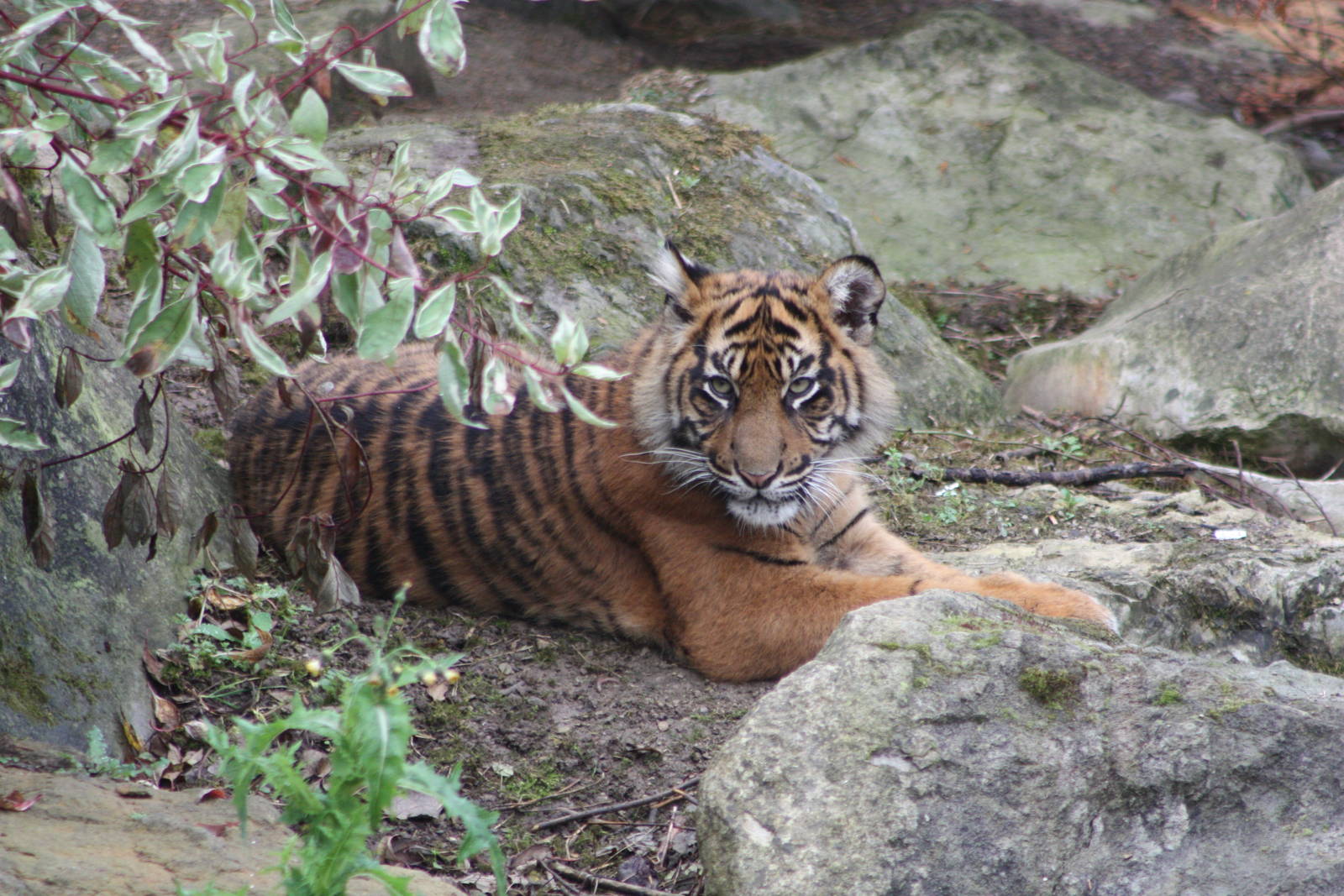 Sumatran Tiger cub, 30th September 2014