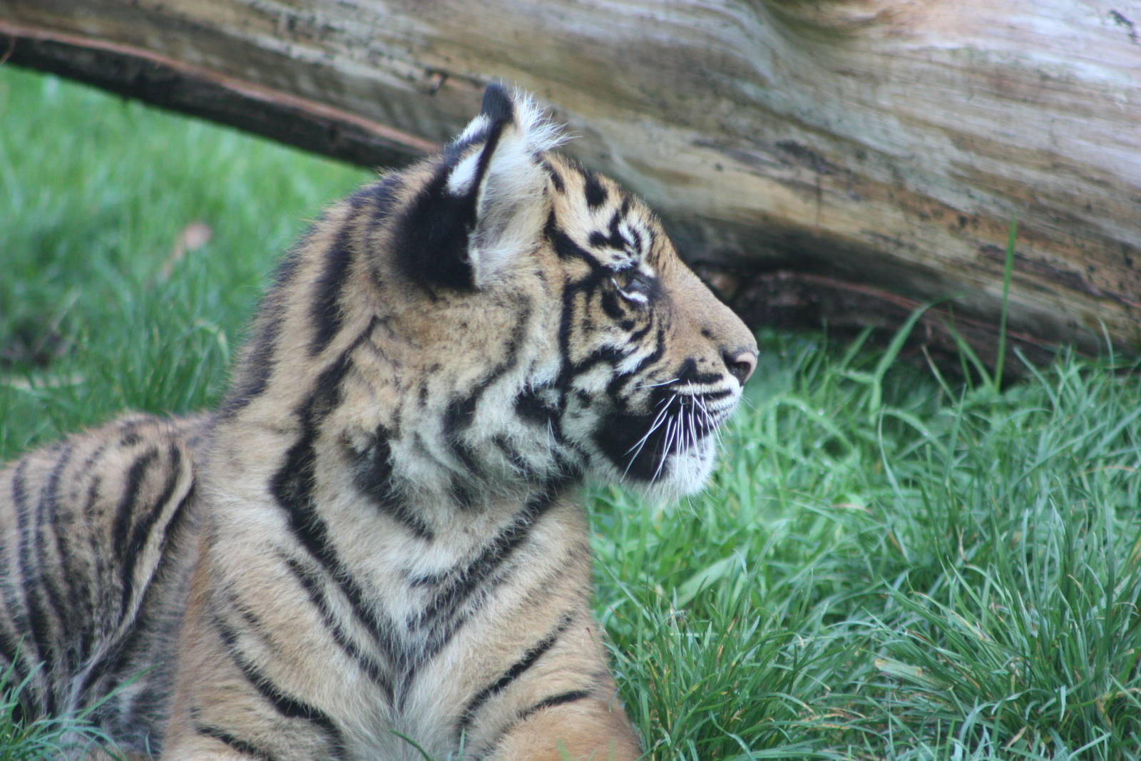 Sumatran Tiger cub, 30th September 2014
