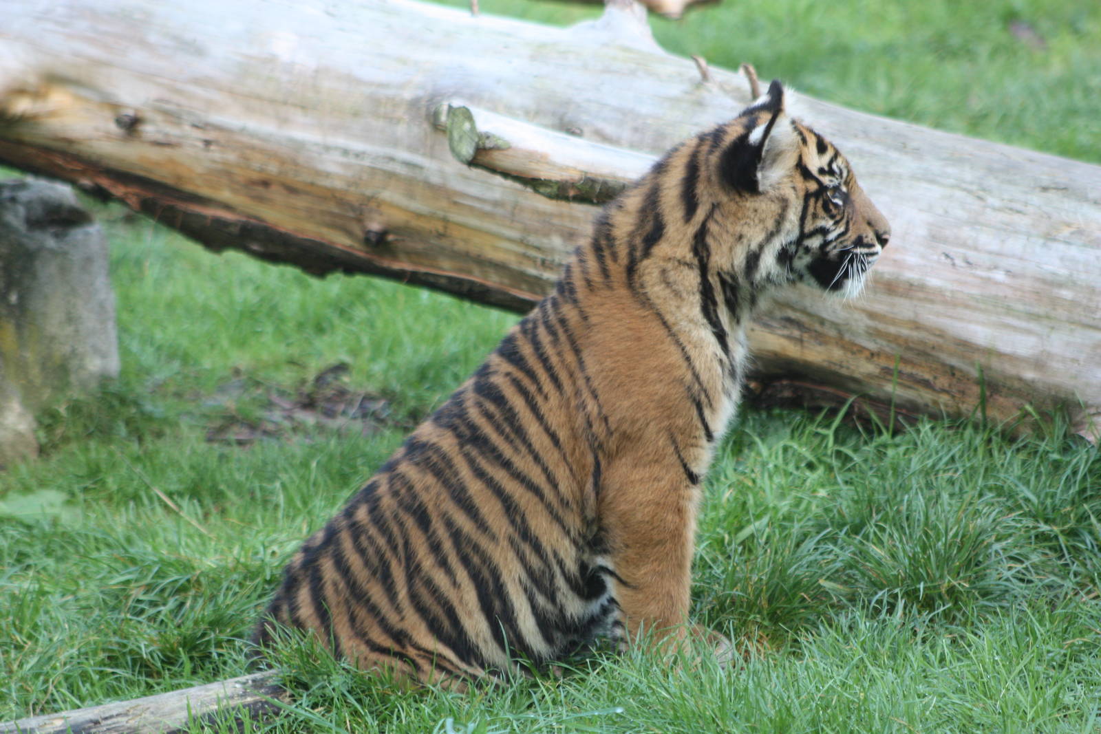 Sumatran Tiger cub, 30th September 2014