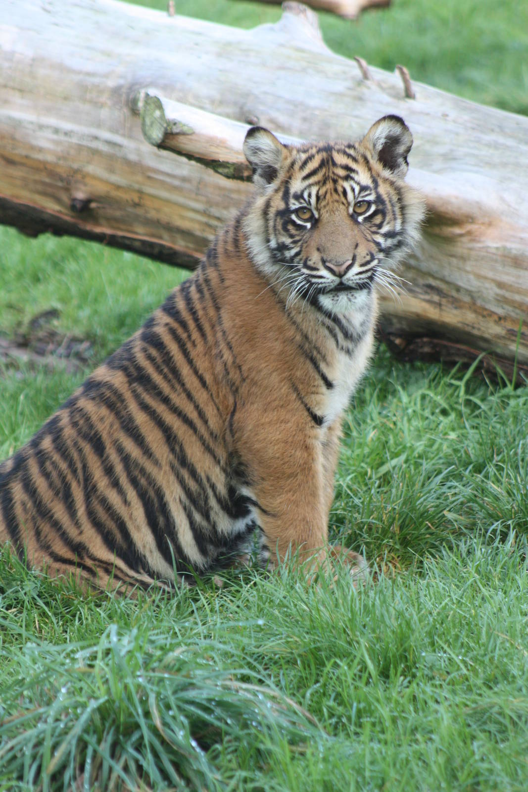 Sumatran Tiger cub, 30th September 2014
