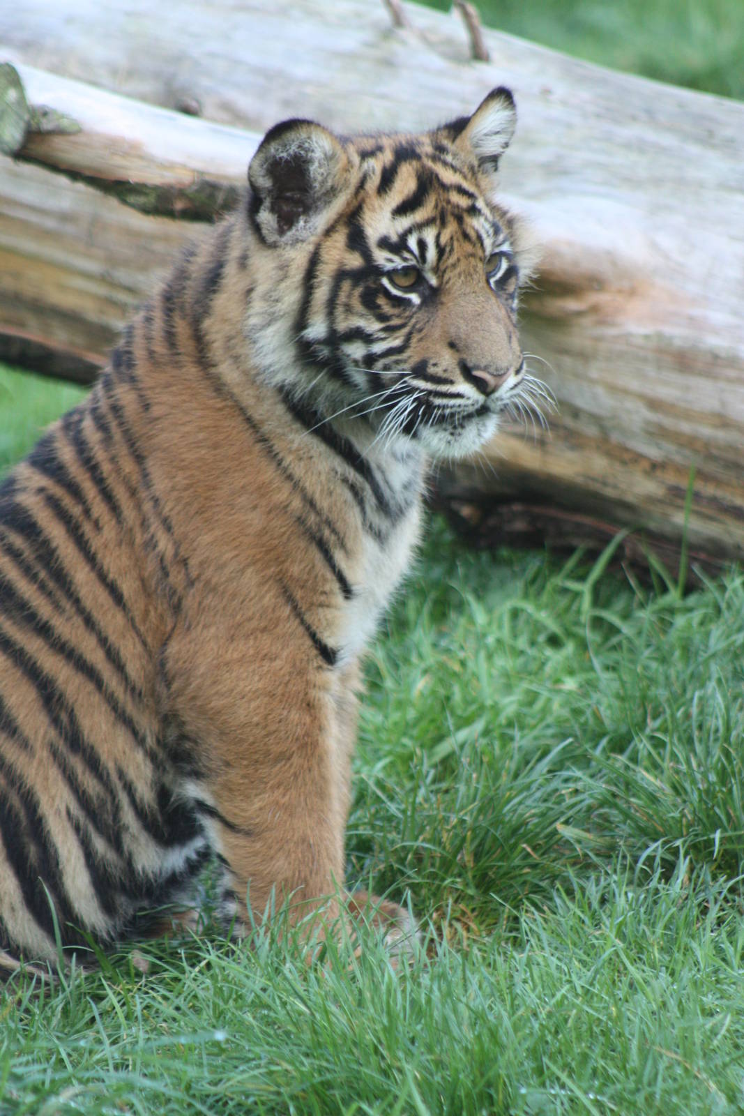 Sumatran Tiger cub, 30th September 2014