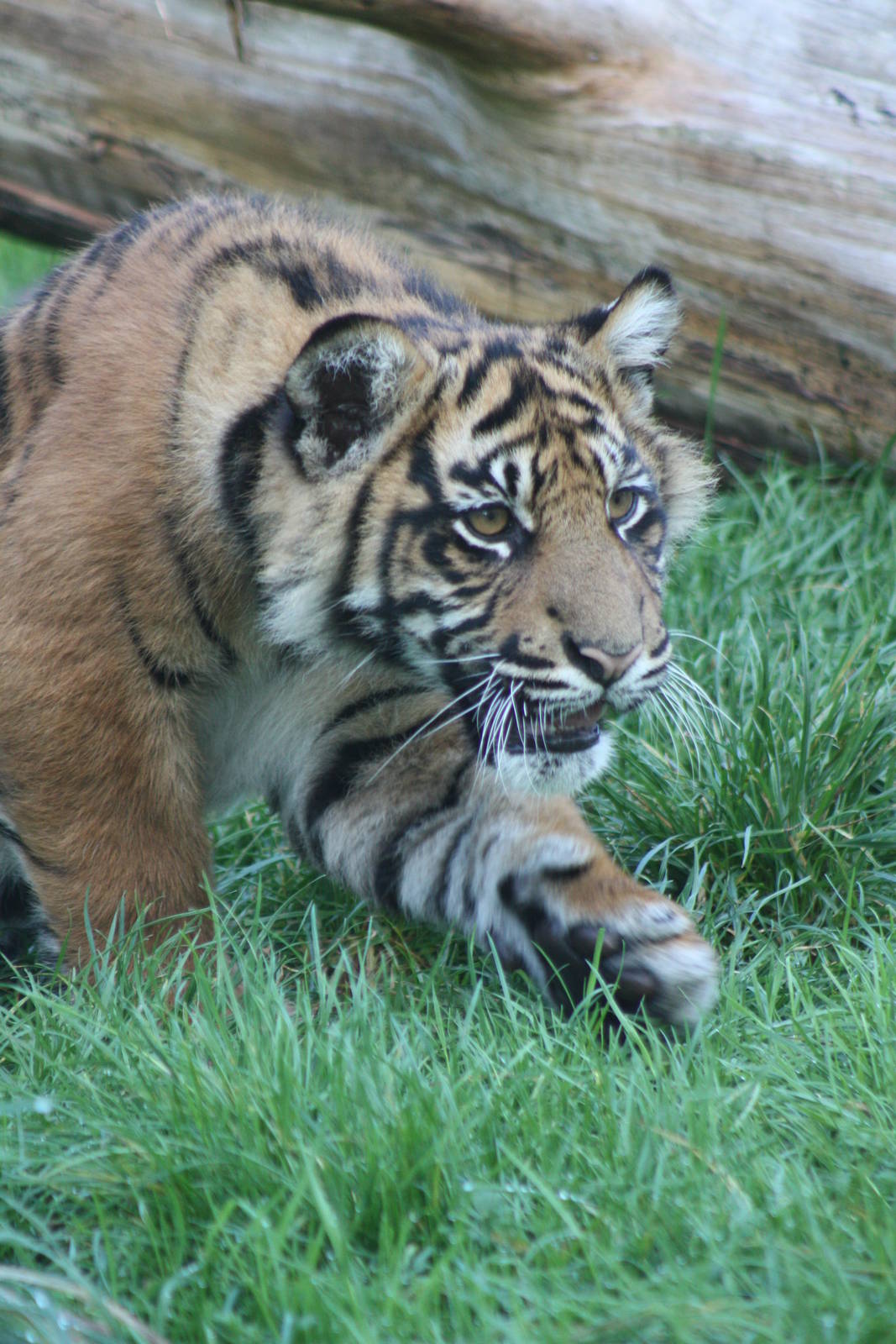 Sumatran Tiger cub, 30th September 2014