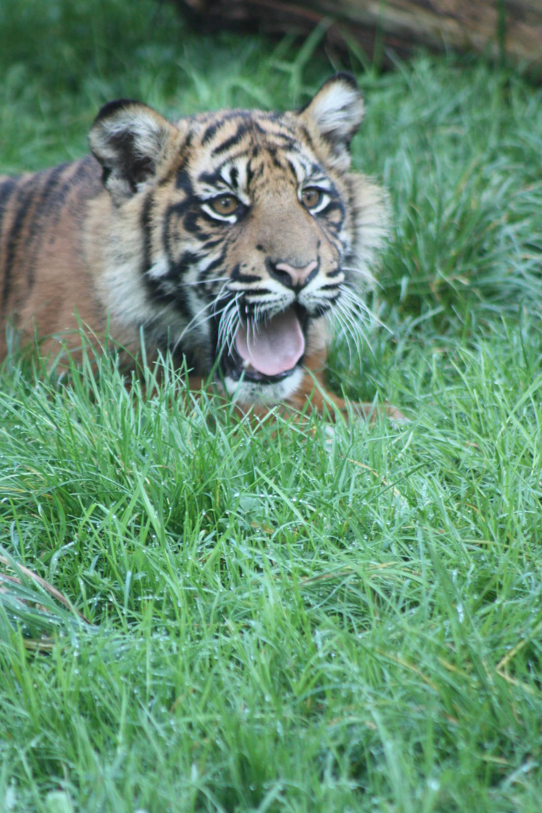 Sumatran Tiger cub, 30th September 2014
