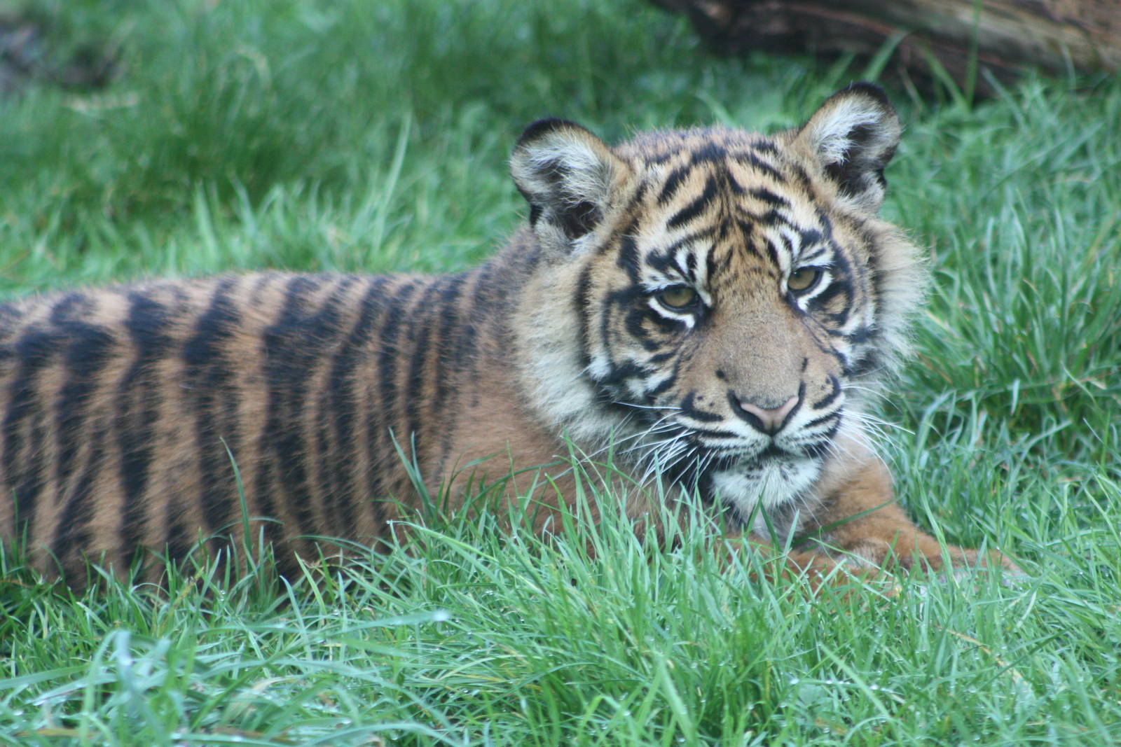 Sumatran Tiger cub, 30th September 2014