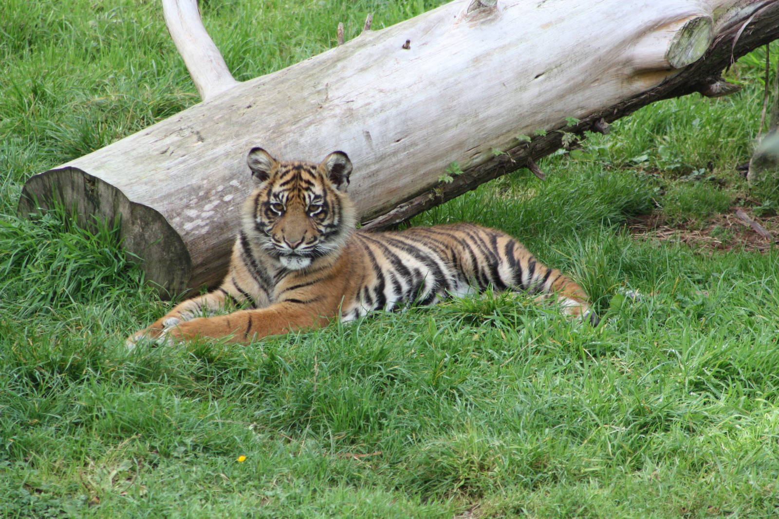 Sumatran Tiger cub, 30th September 2014