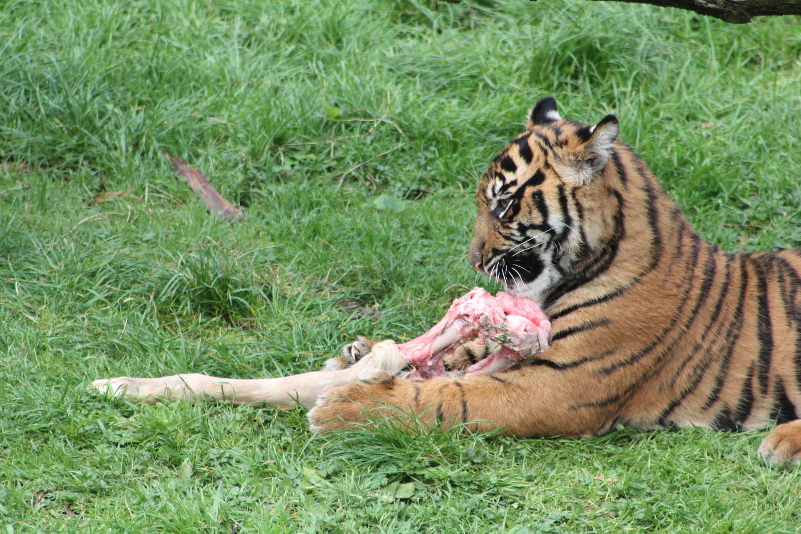 Sumatran Tiger cub, 30th September 2014