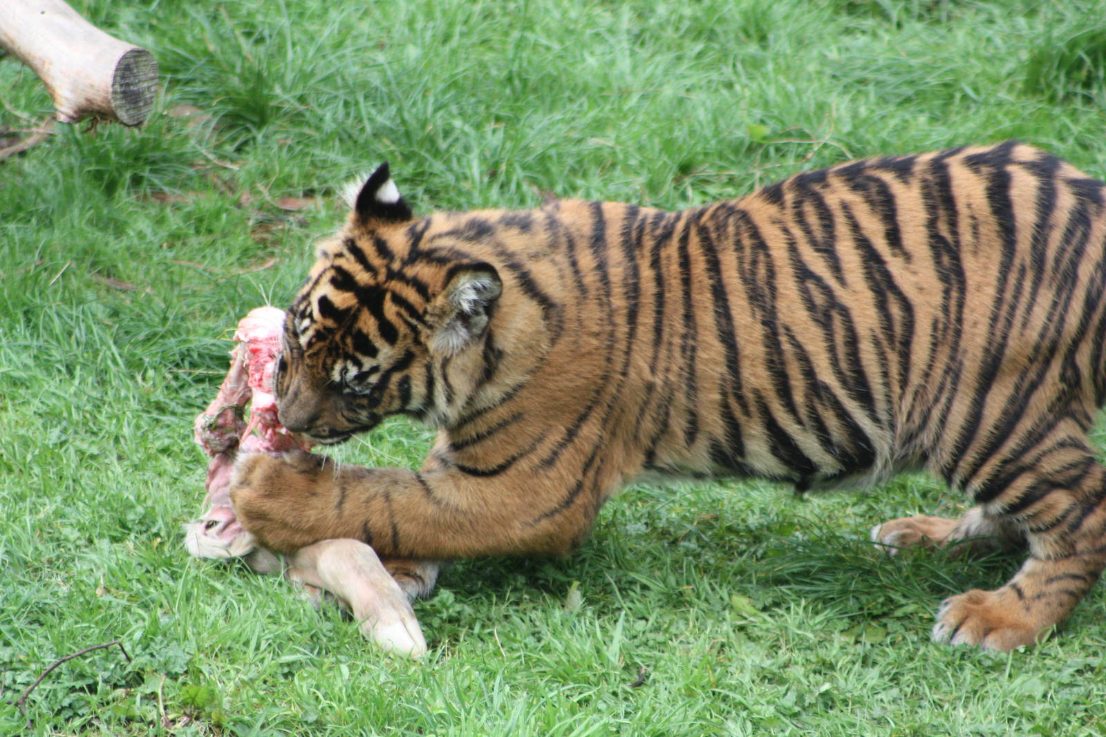 Sumatran Tiger cub, 30th September 2014