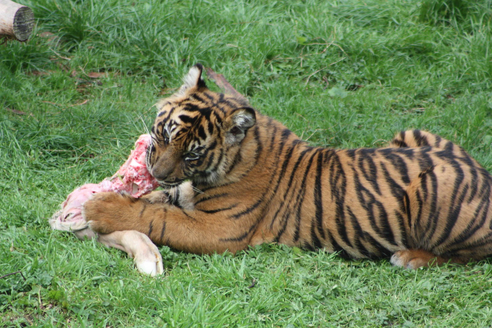 Sumatran Tiger cub, 30th September 2014