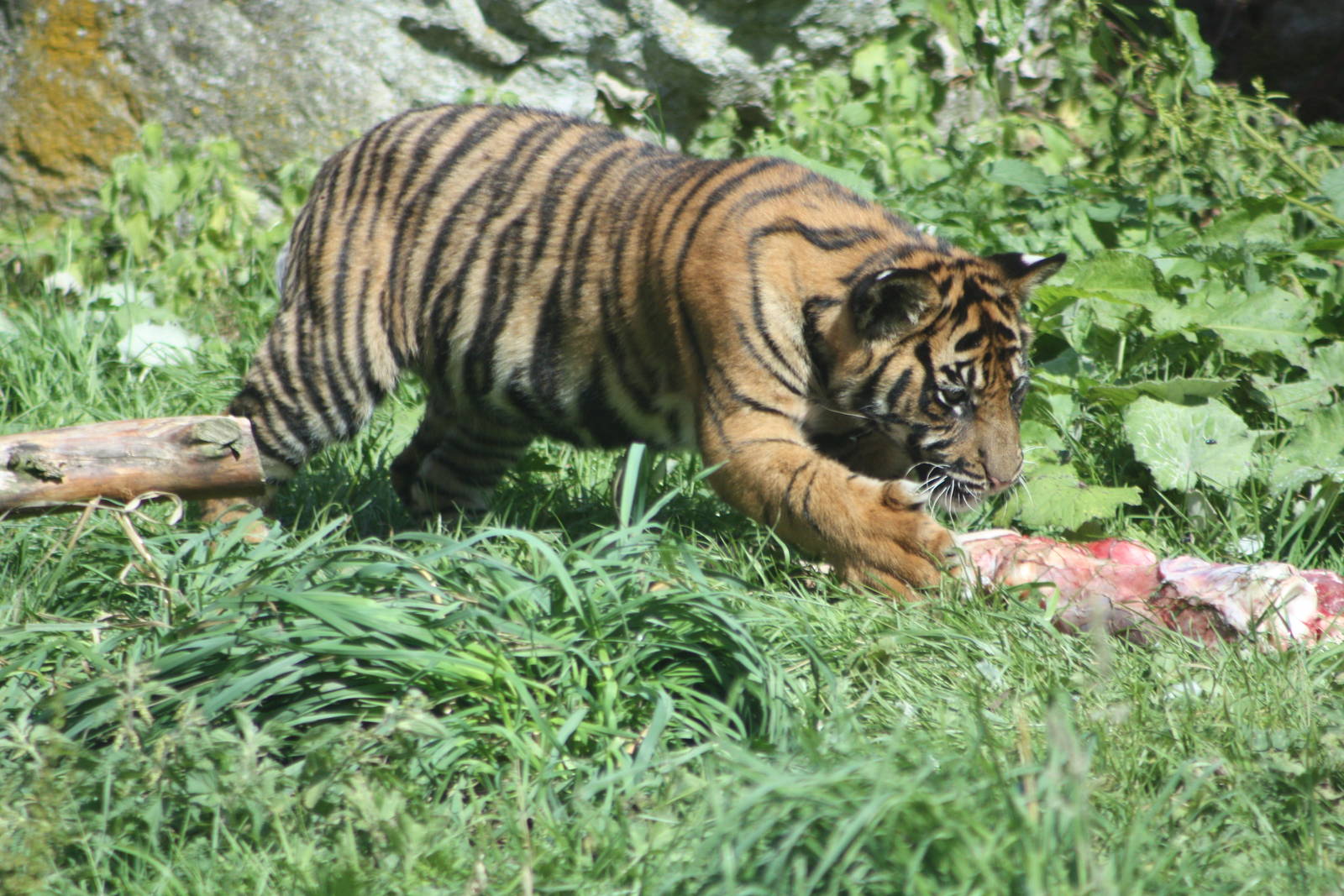 Sumatran Tiger cub, 4th August 2014
