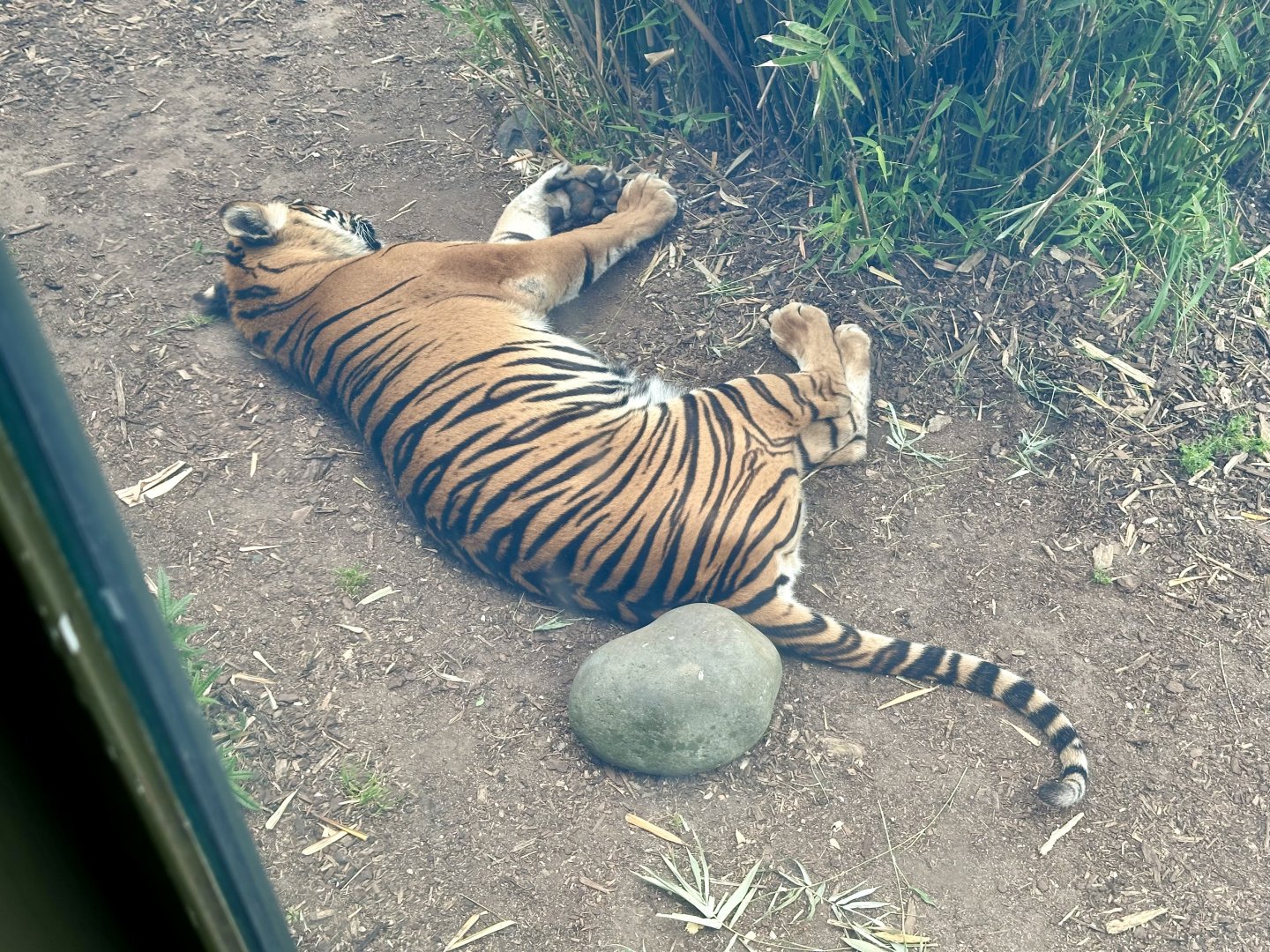 Sumatran Tiger Cub (9 months Old)