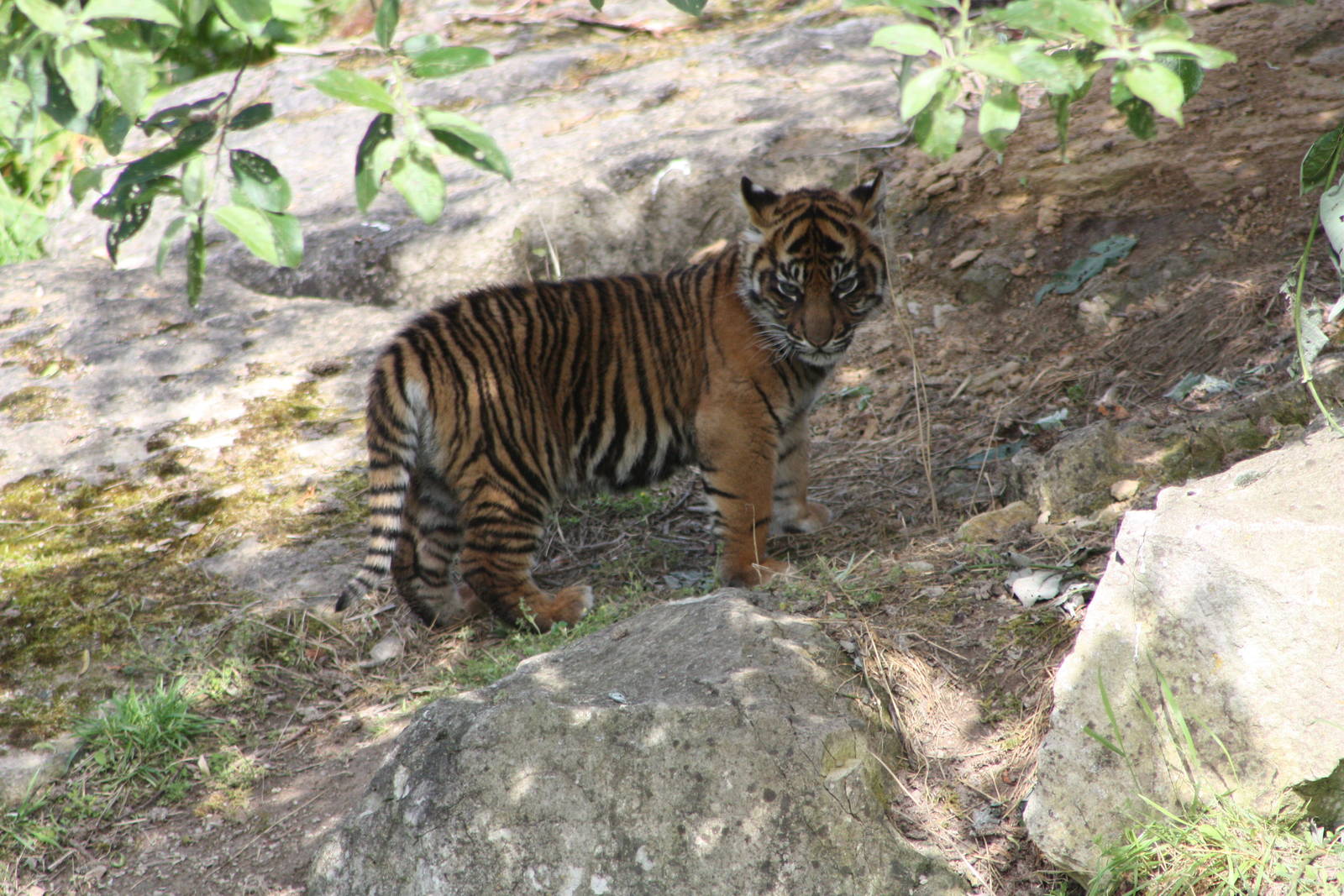 Sumatran Tiger cub, 9th June 2014