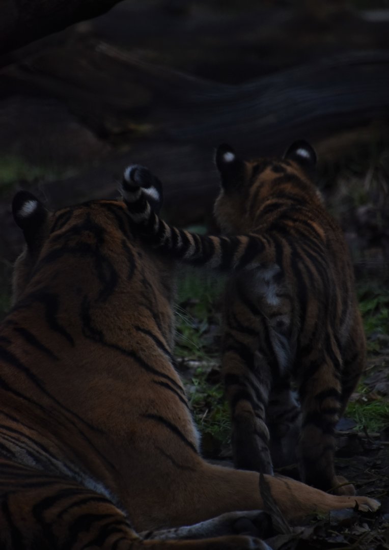 Sumatran tiger cub and mother