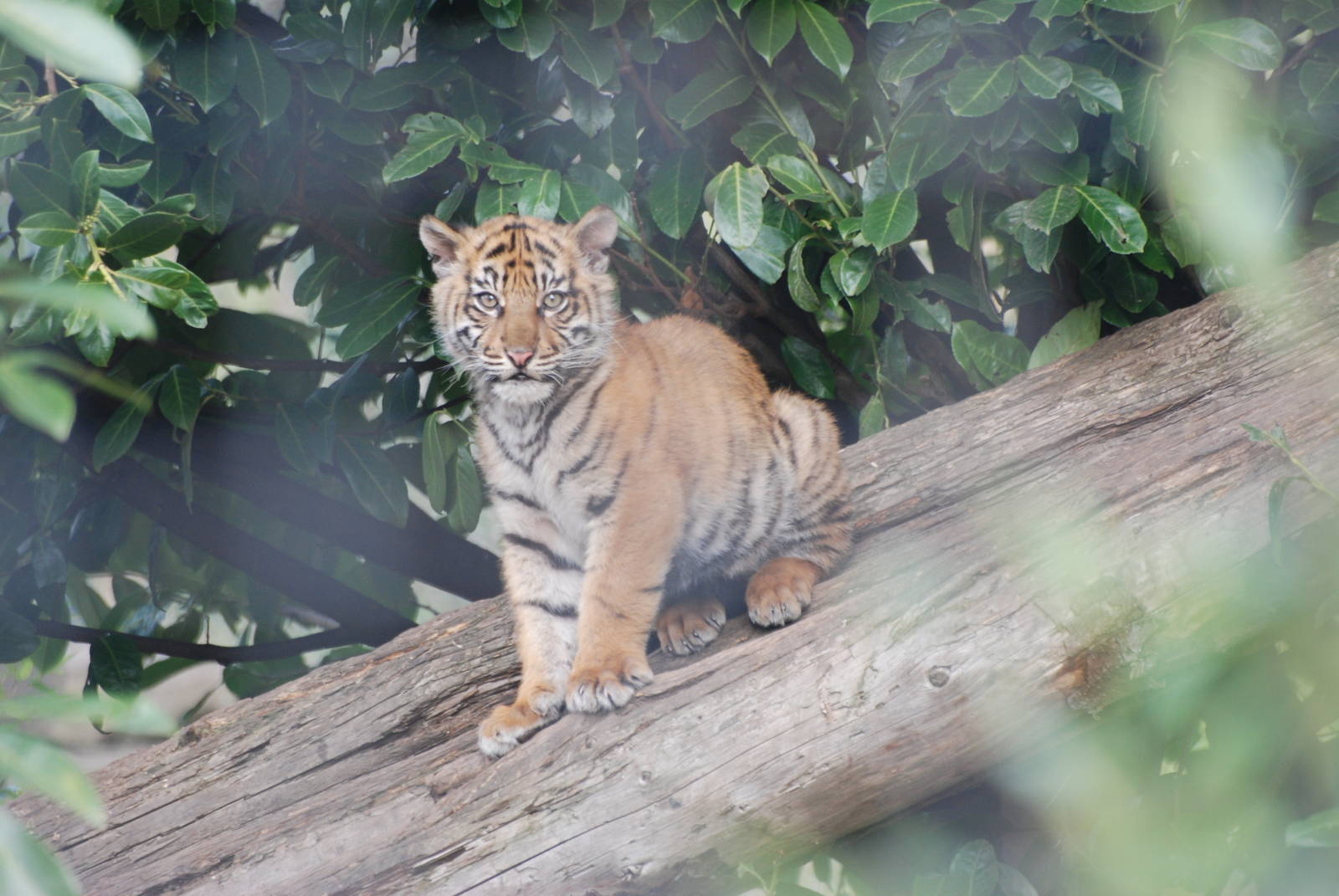 Sumatran Tiger Cub at Chester, 19/02/12