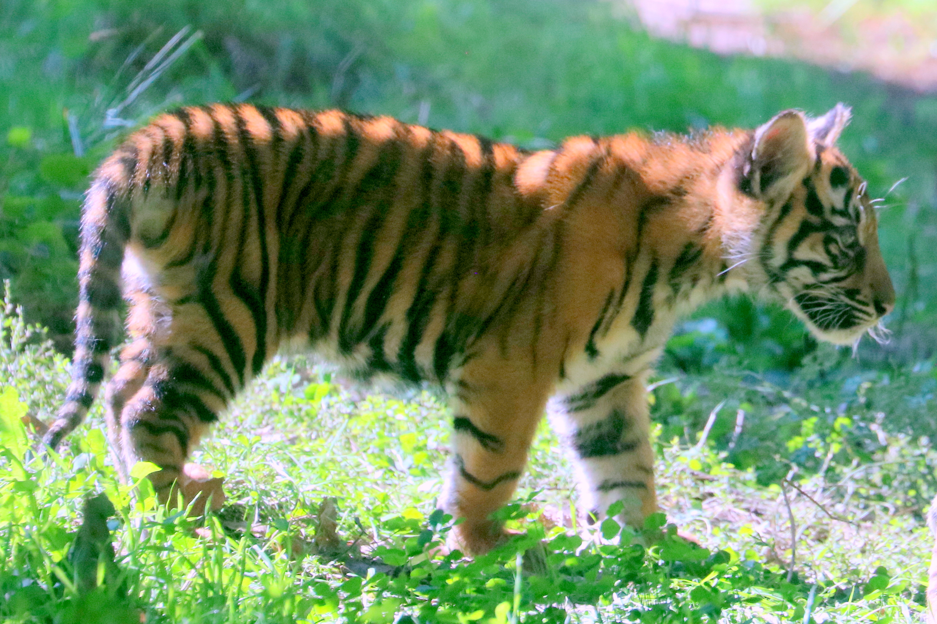Sumatran tiger cub; London Zoo; 17th September 2022