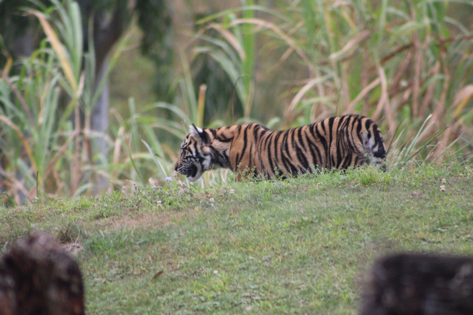 Sumatran Tiger Cub (P. t. sondaica / “sumatrae”)