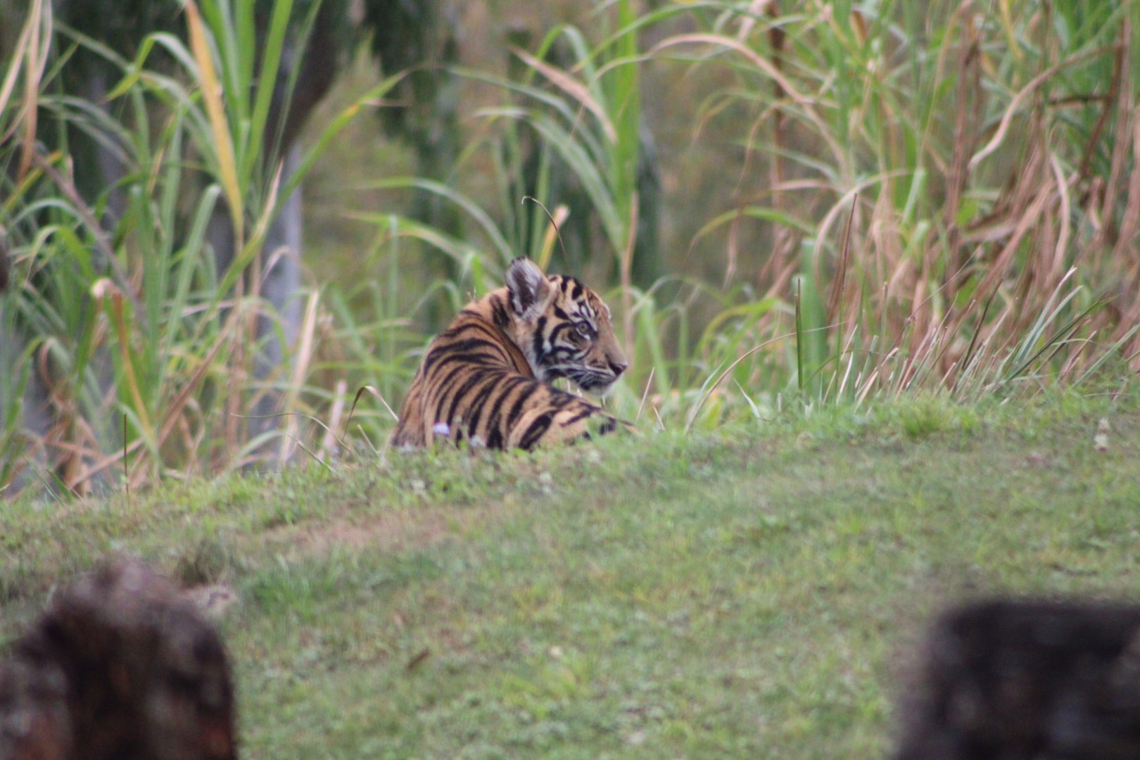Sumatran Tiger Cub (P. t. sondaica / “sumatrae”
