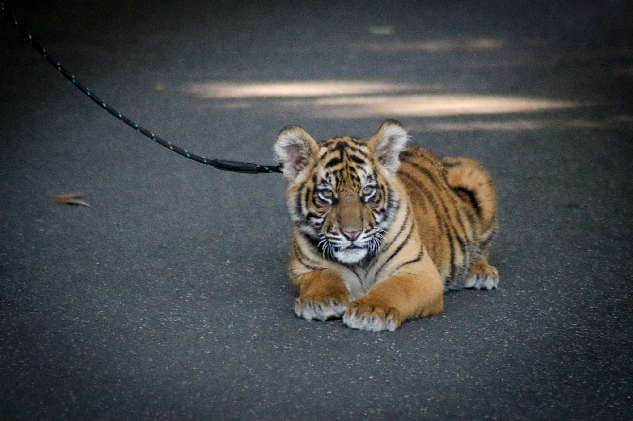 Sumatran Tiger Cub (Panthera tigris sumatrae)