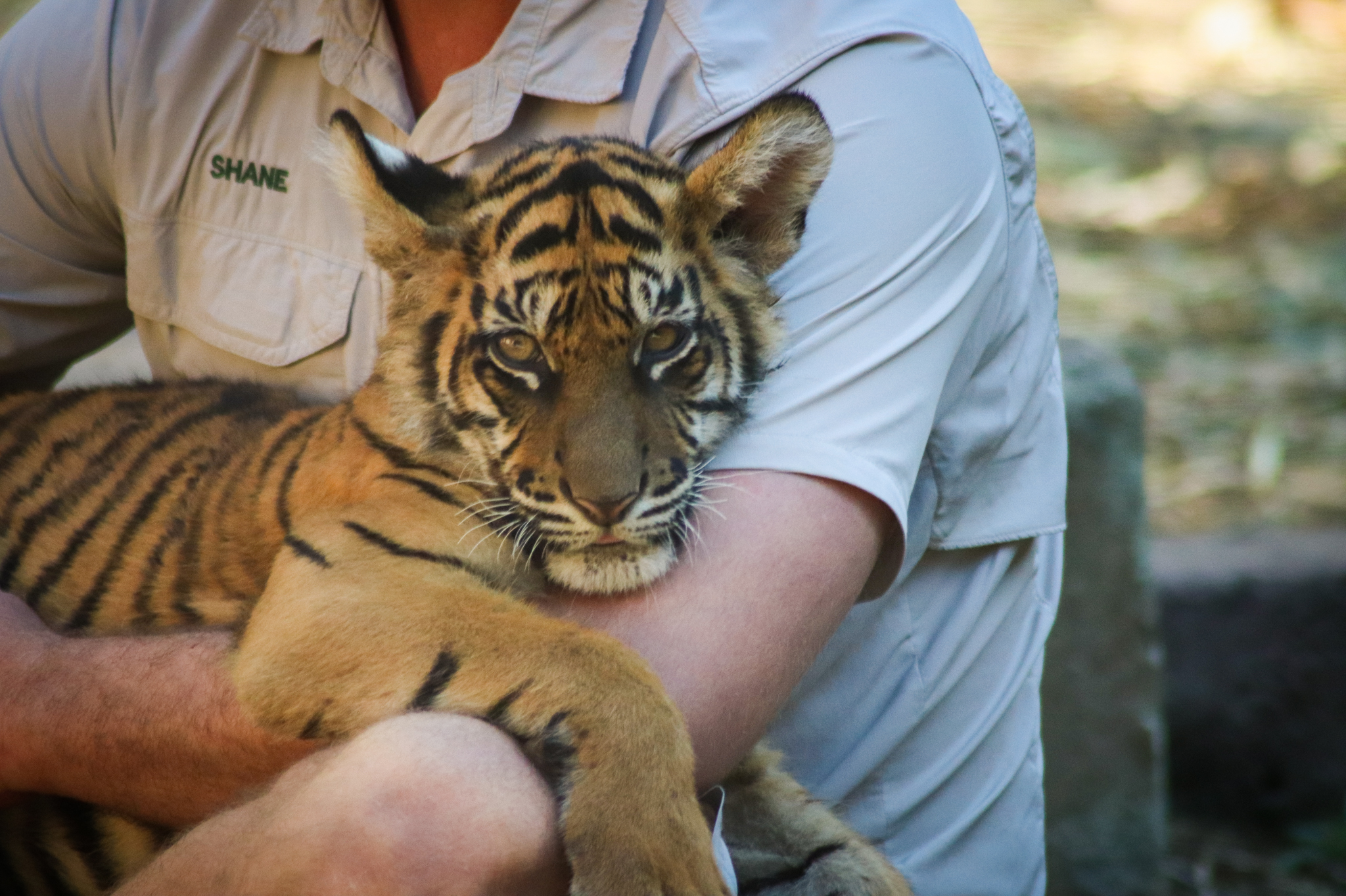 Sumatran Tiger Cub (Panthera tigris sumatrae)