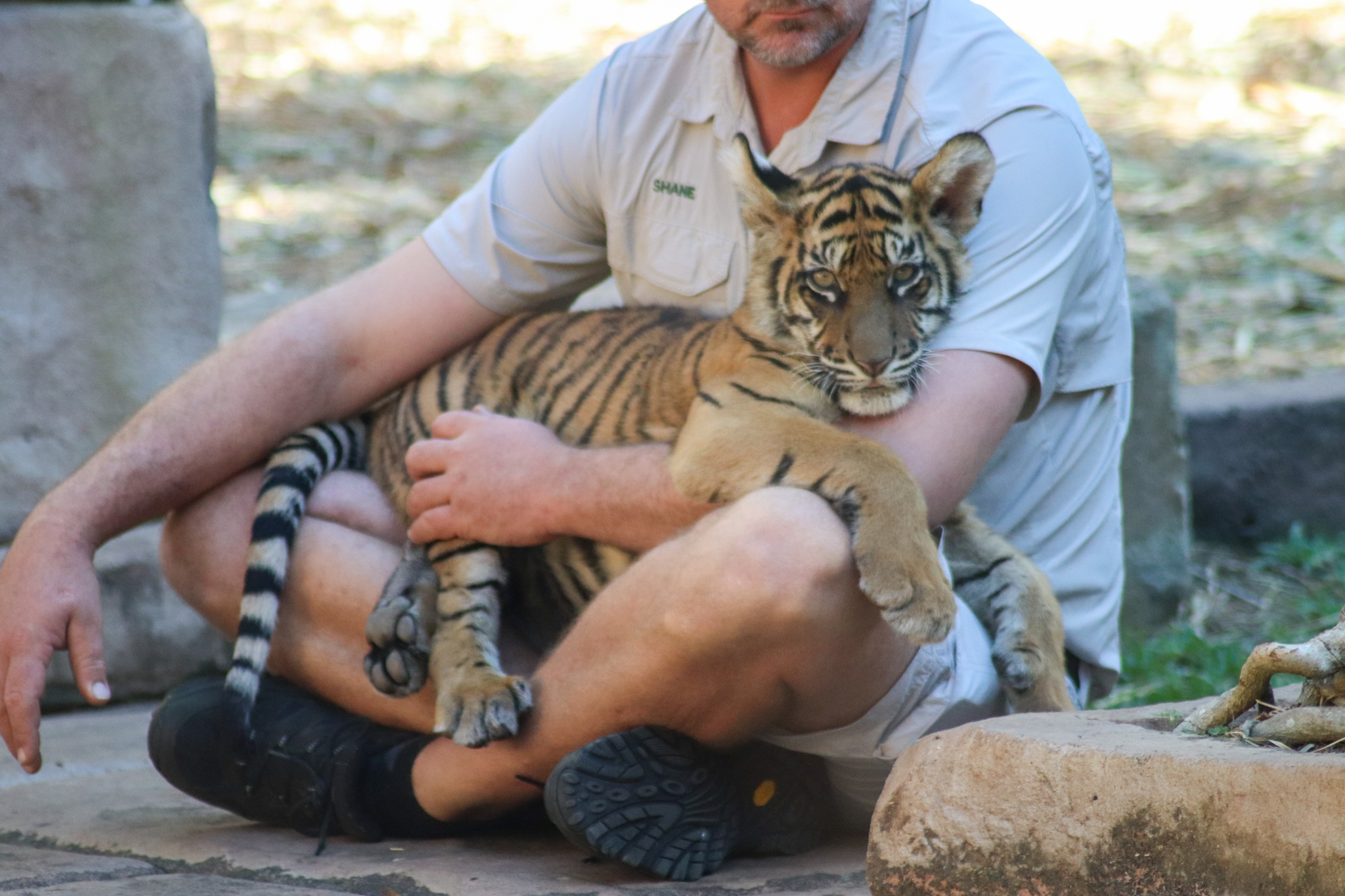 Sumatran Tiger Cub (Panthera tigris sumatrae)