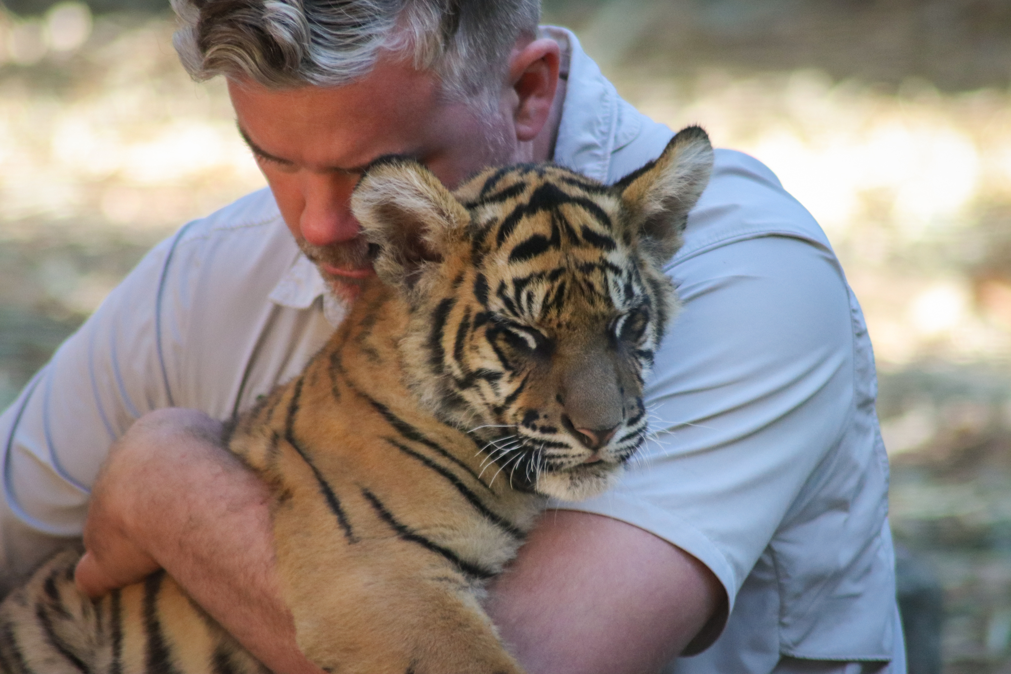 Sumatran Tiger Cub (Panthera tigris sumatrae)
