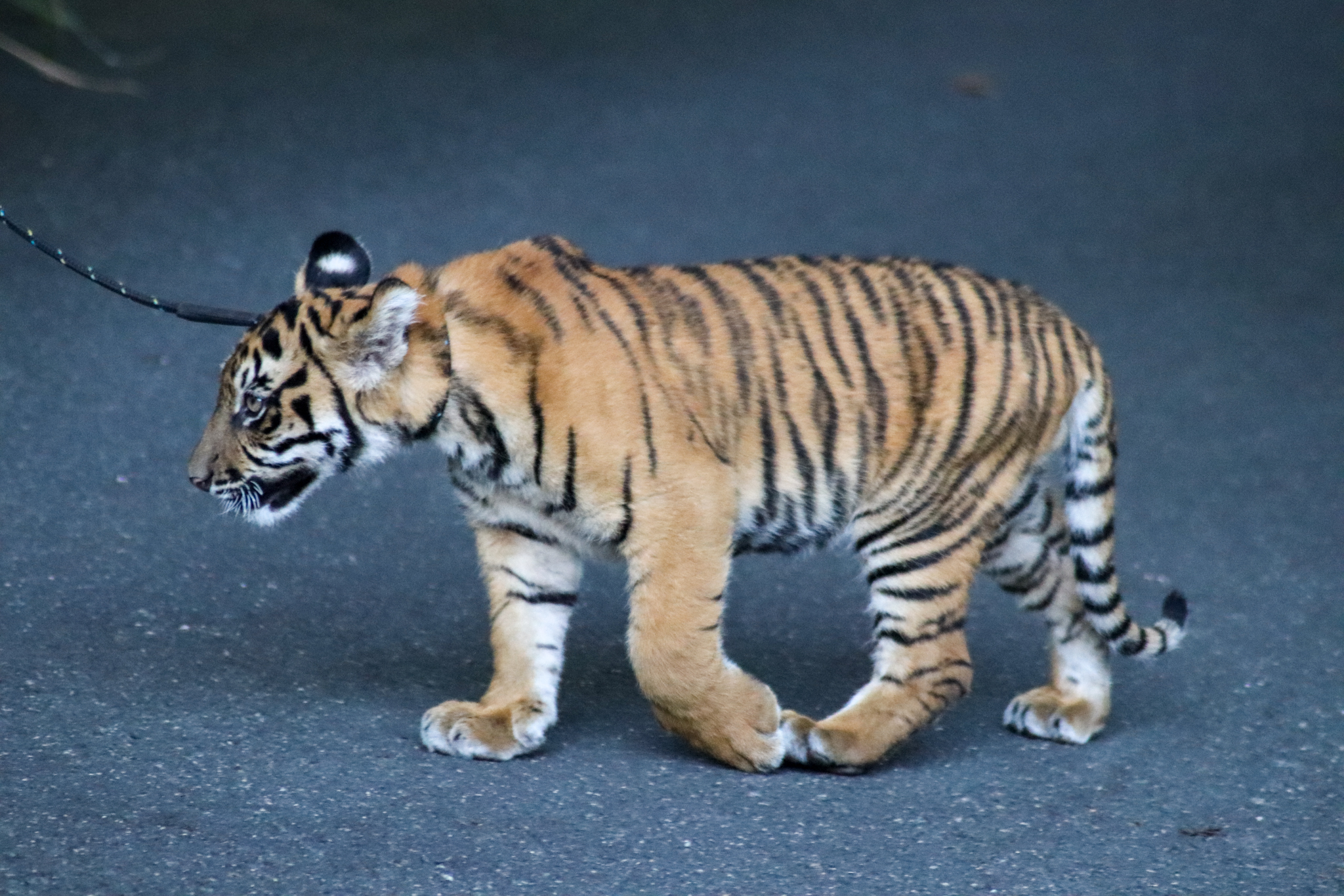 Sumatran Tiger Cub (Panthera tigris sumatrae)