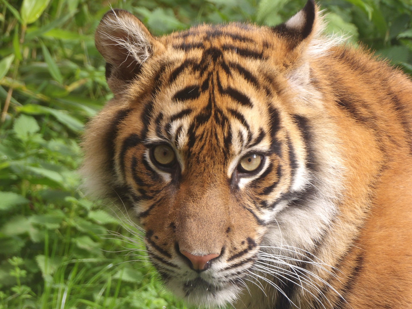 Sumatran Tiger Cub (Panthera tigris sumatrae)