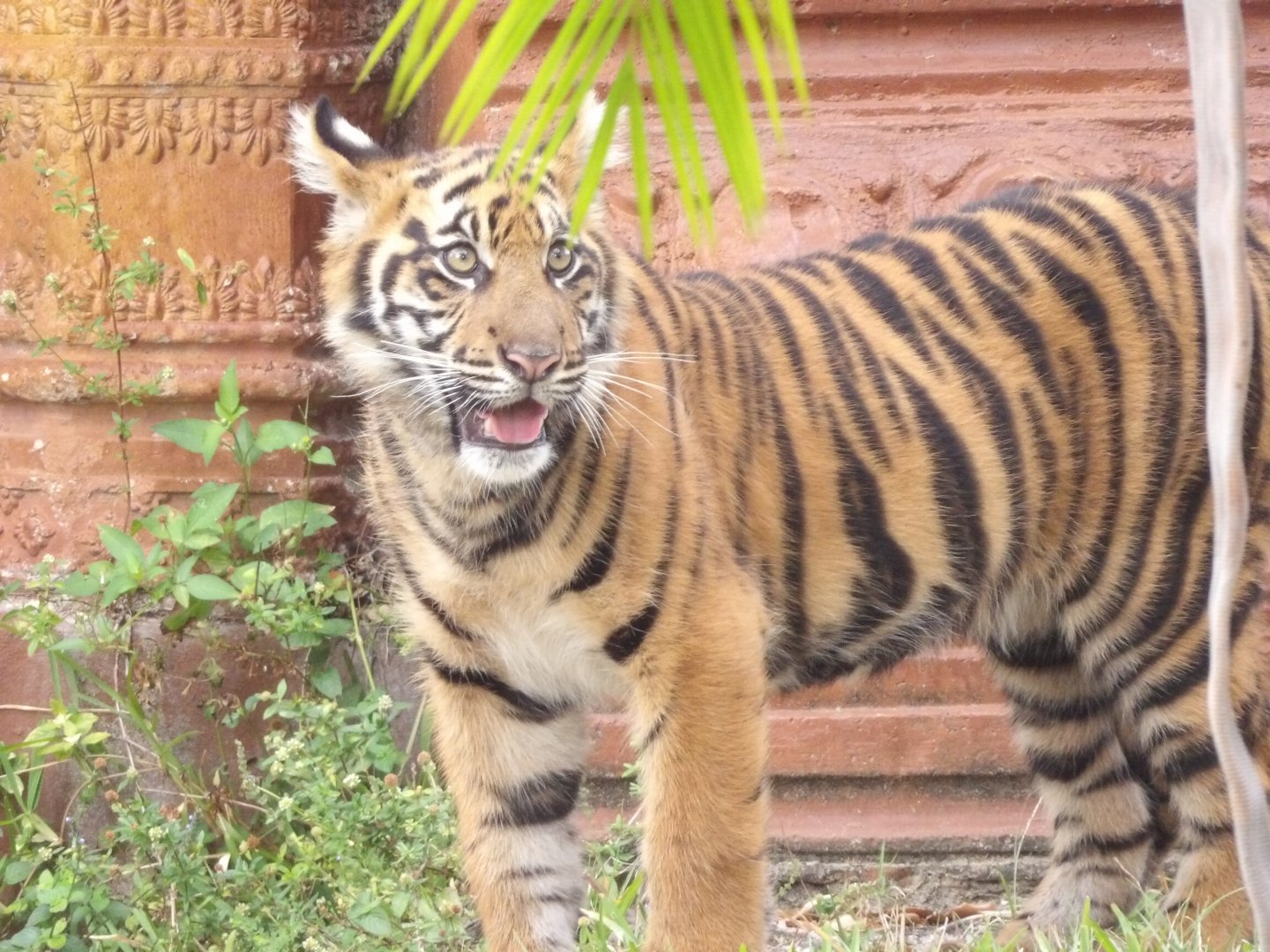 Sumatran Tiger cub(Panthera tigris sumatrae)