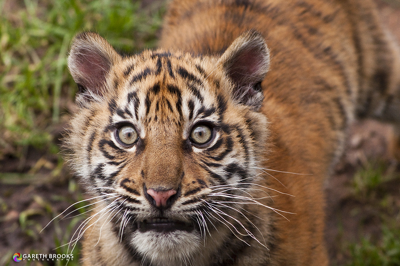 Sumatran Tiger Cub Portrait
