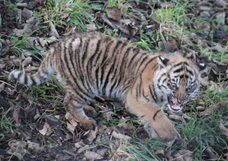 Sumatran Tiger cub practices her growl.